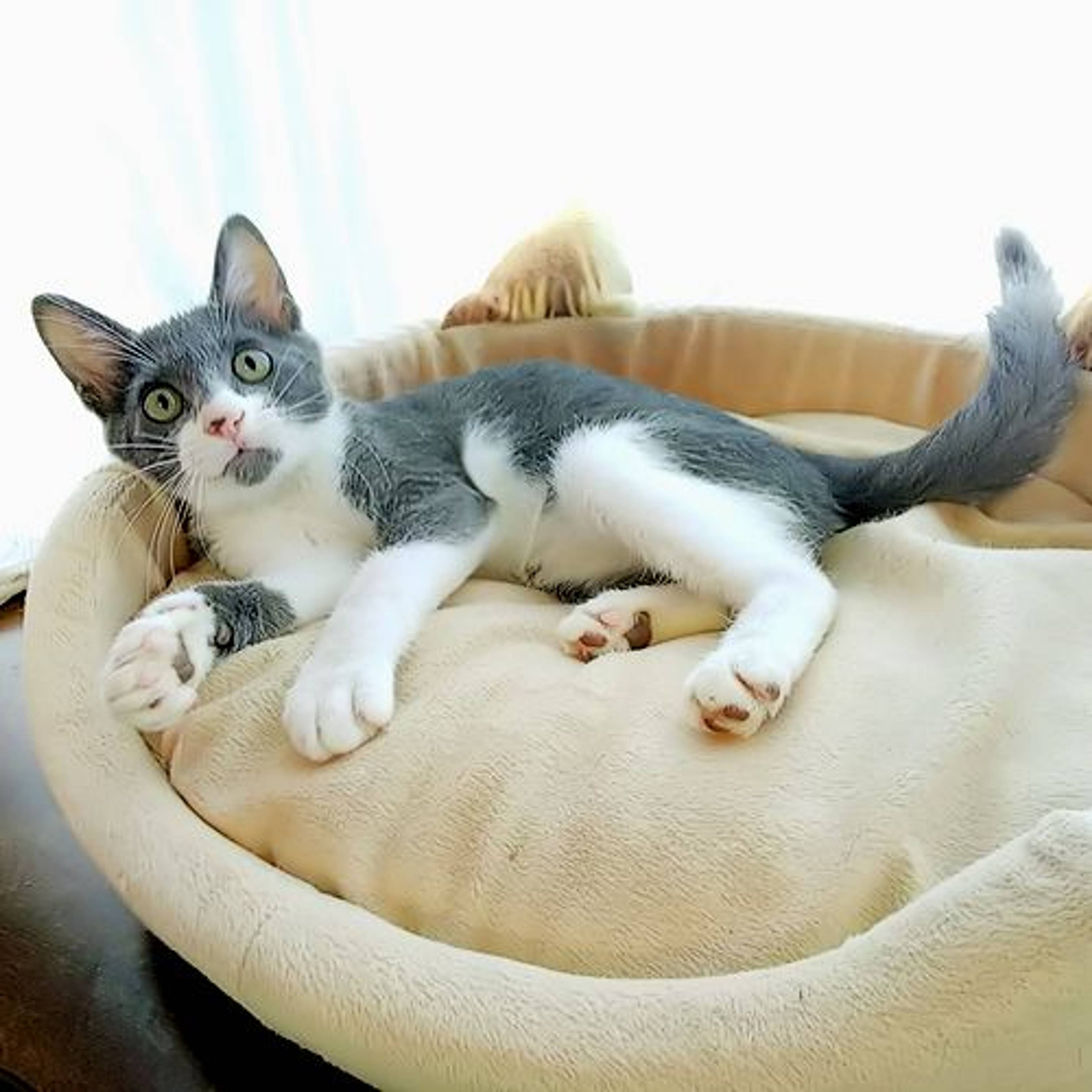 雑種（ミックス猫）・オスの里親募集の写真