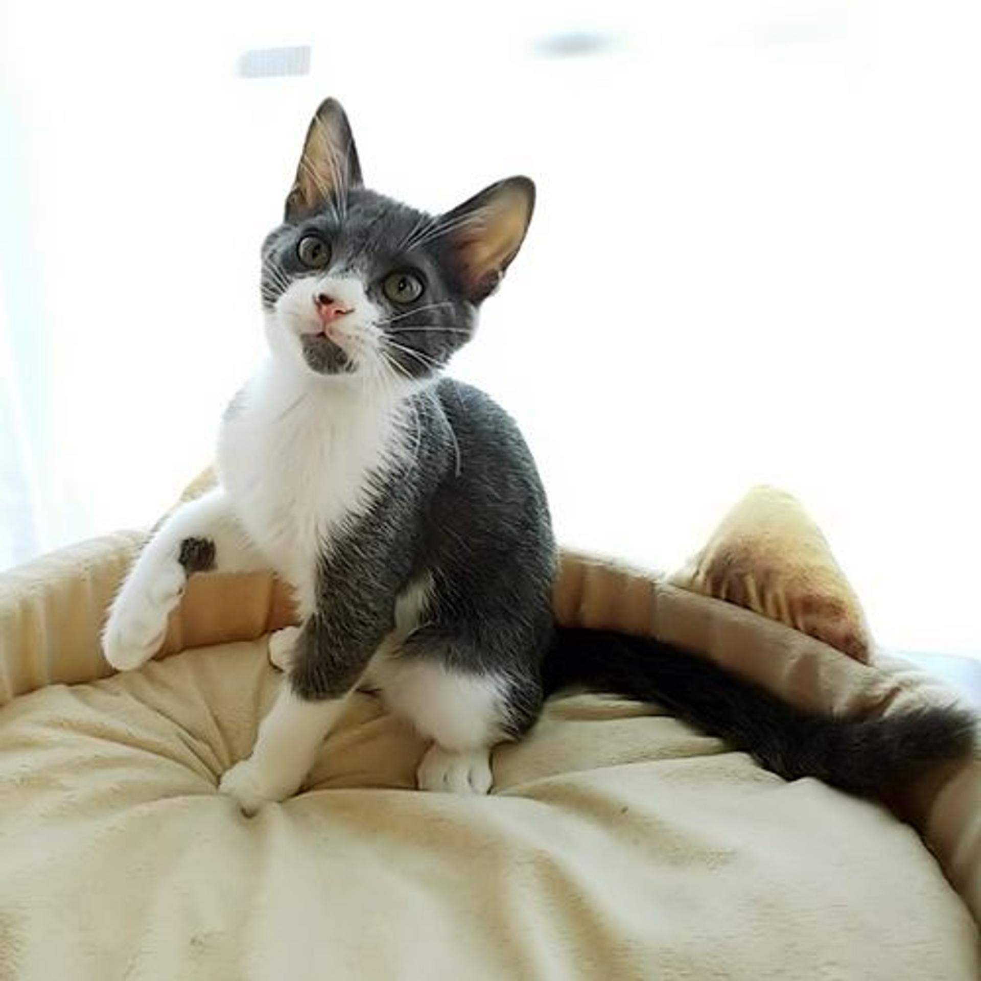 pet-image-2