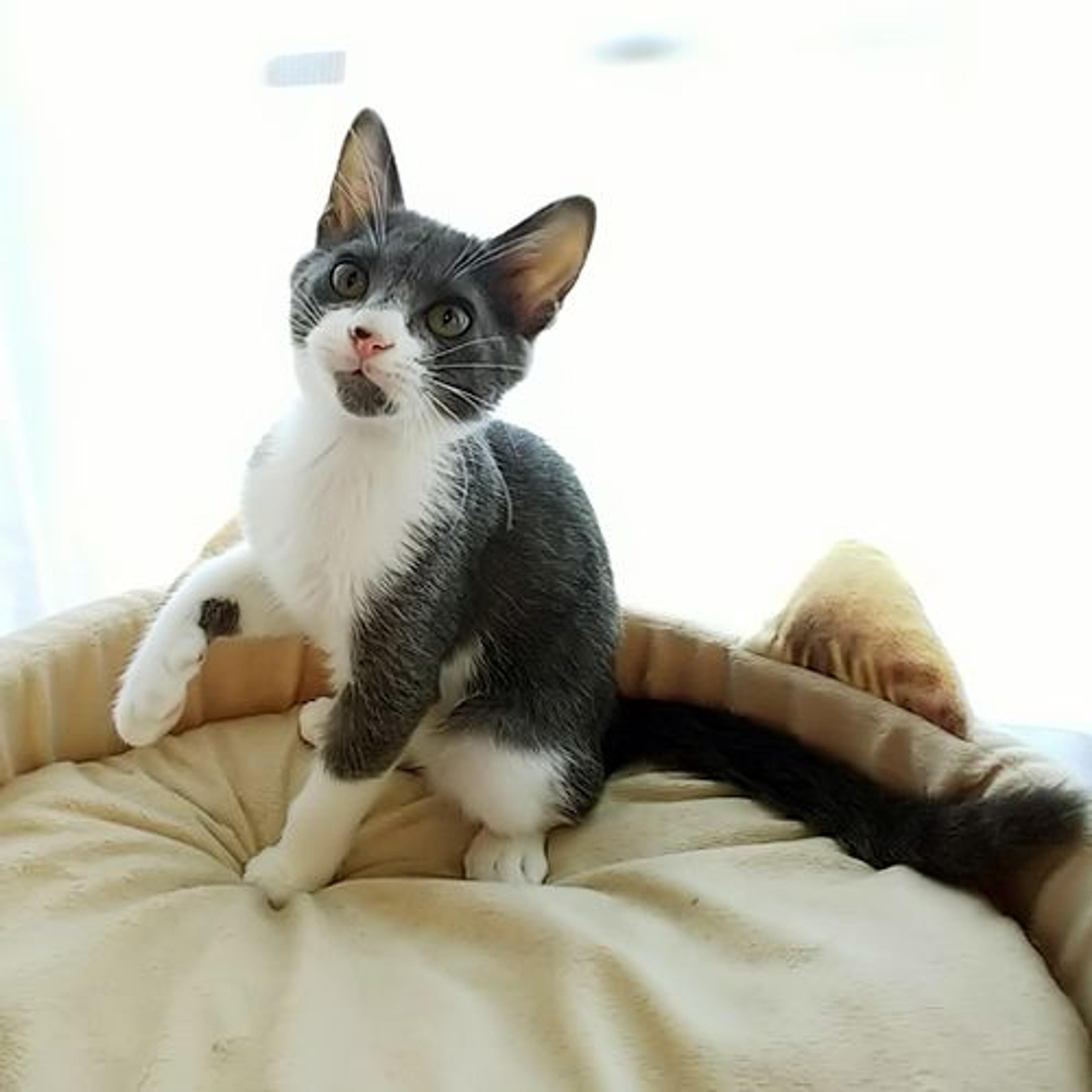 pet-image-2