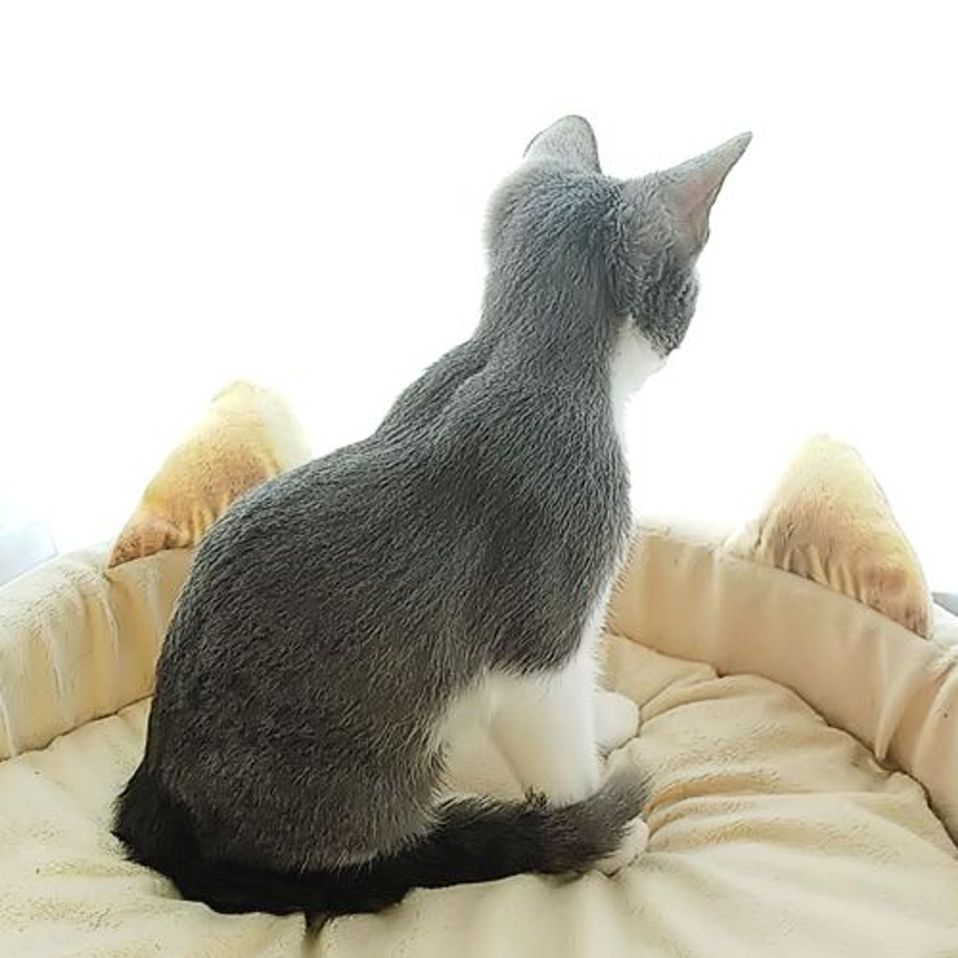 pet-image-3
