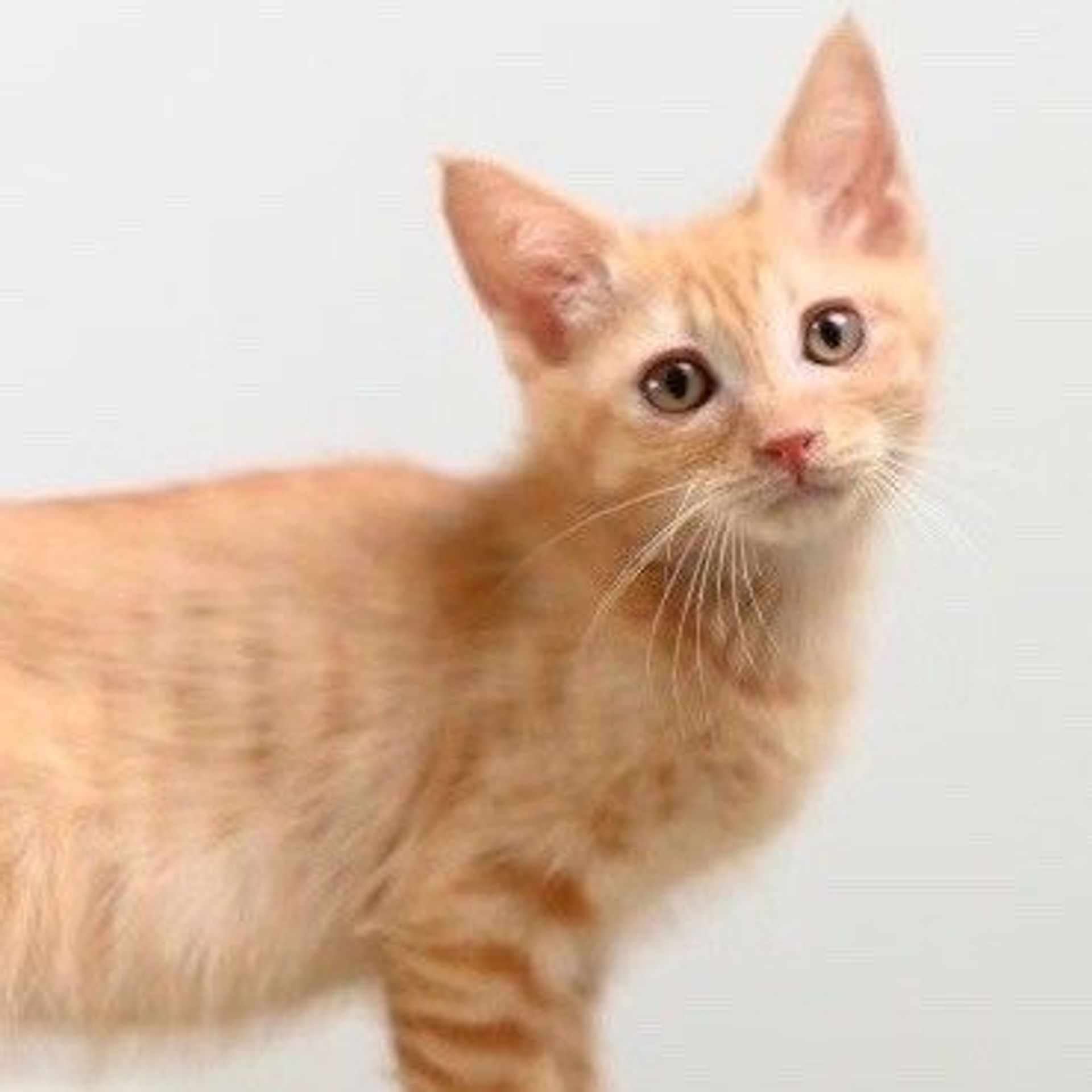 雑種（ミックス猫）・オスの里親募集の写真