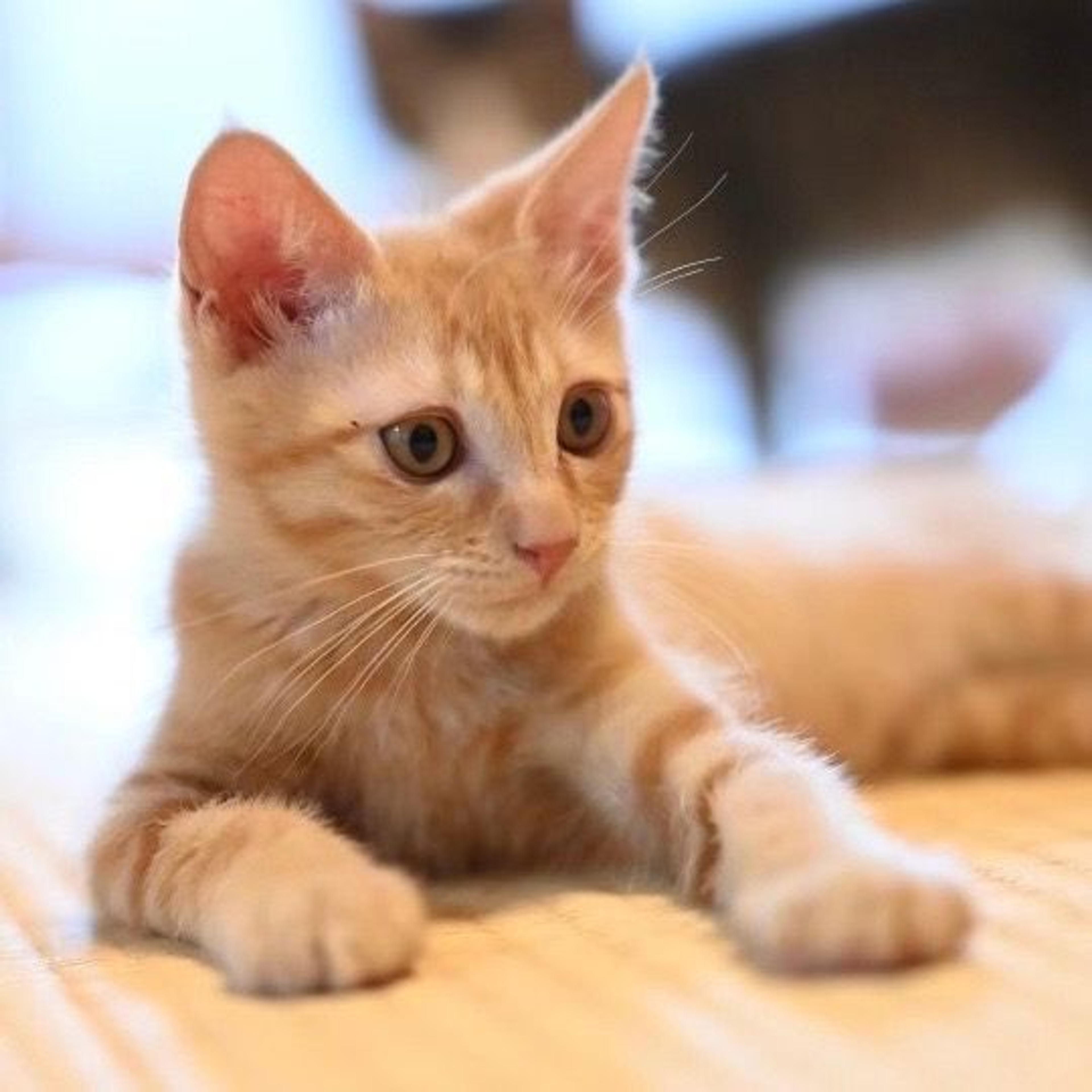pet-image-2