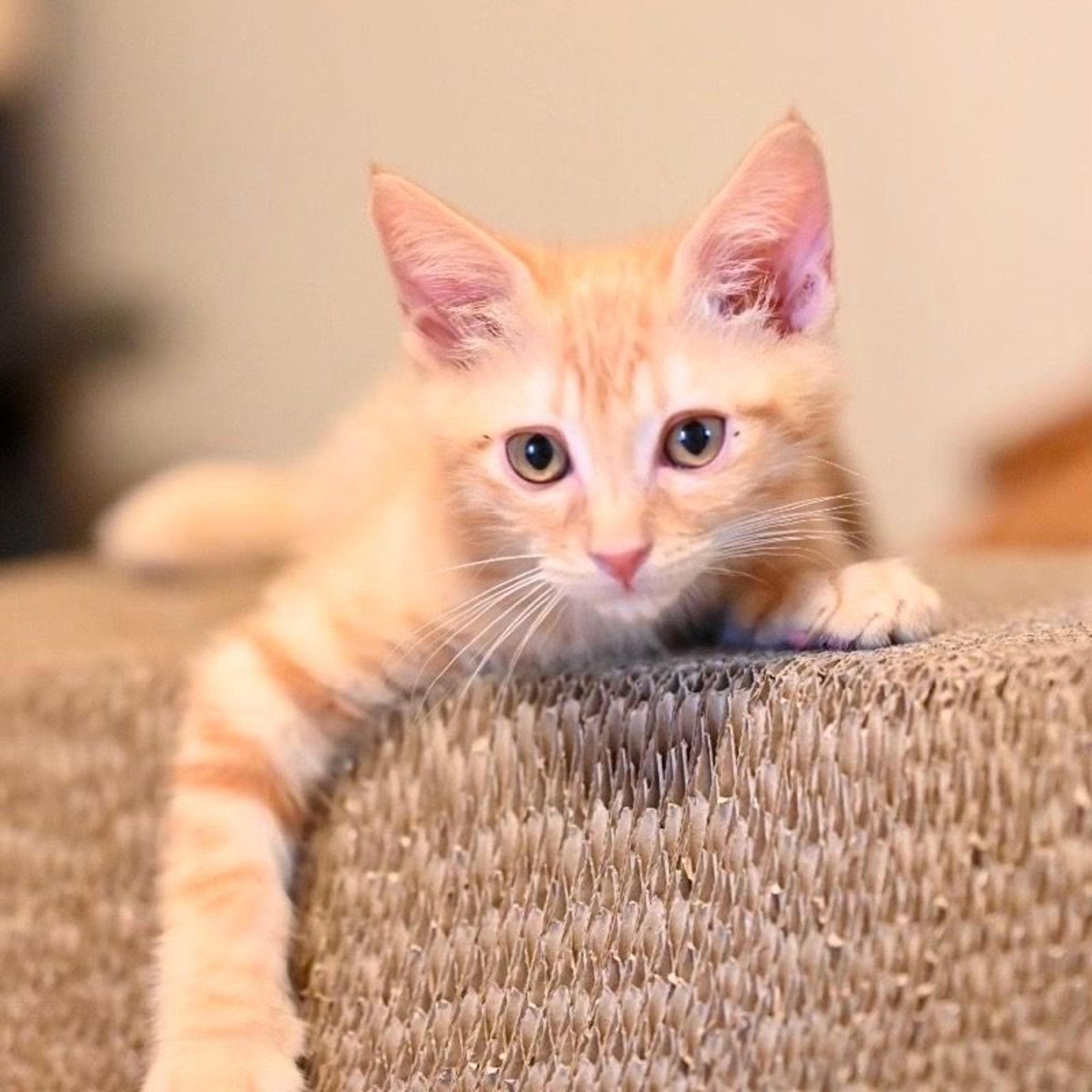 pet-image-3
