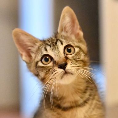モップくん★8/14(日)ミャオねこ譲渡会で会えますの写真