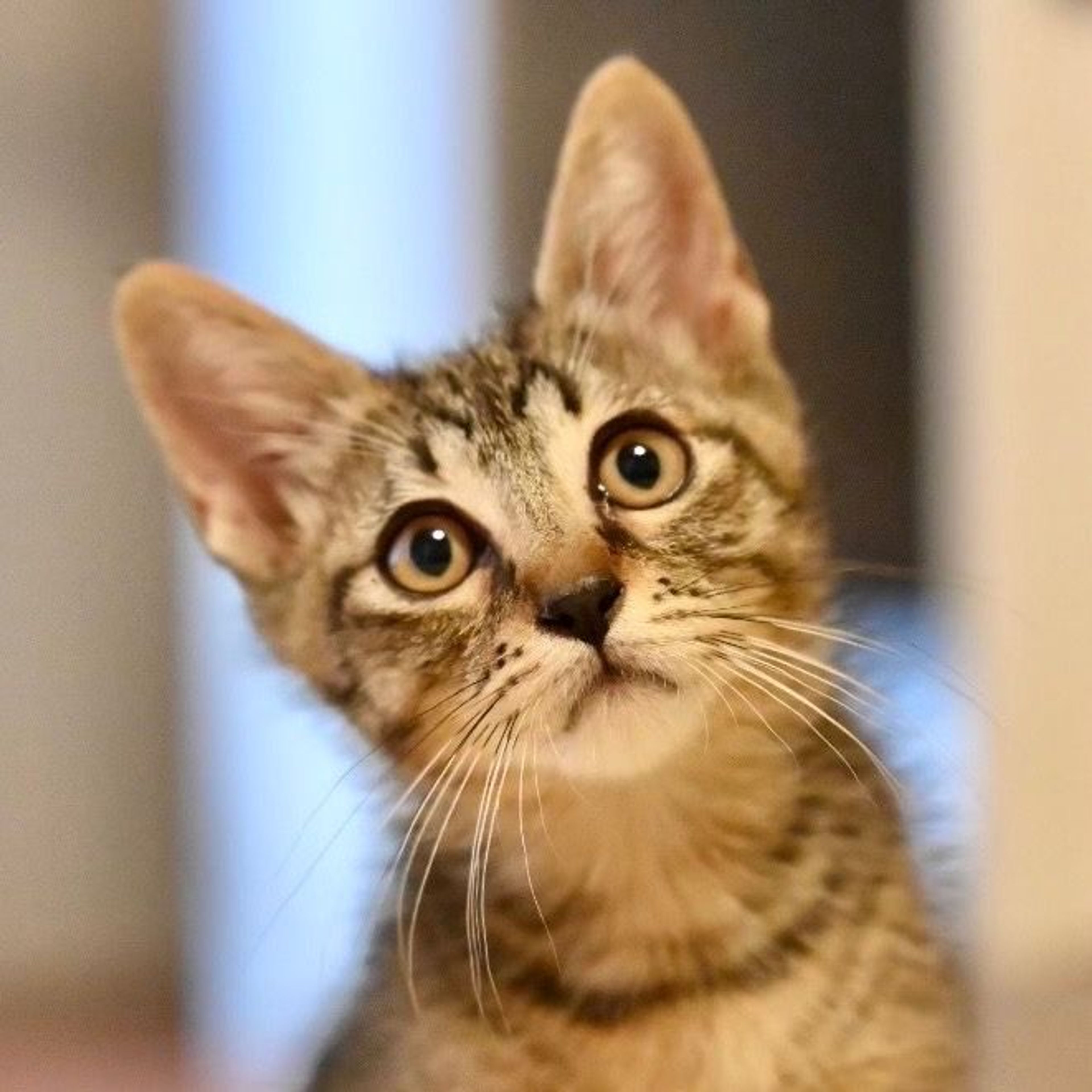 雑種（ミックス猫）・オスの里親募集の写真