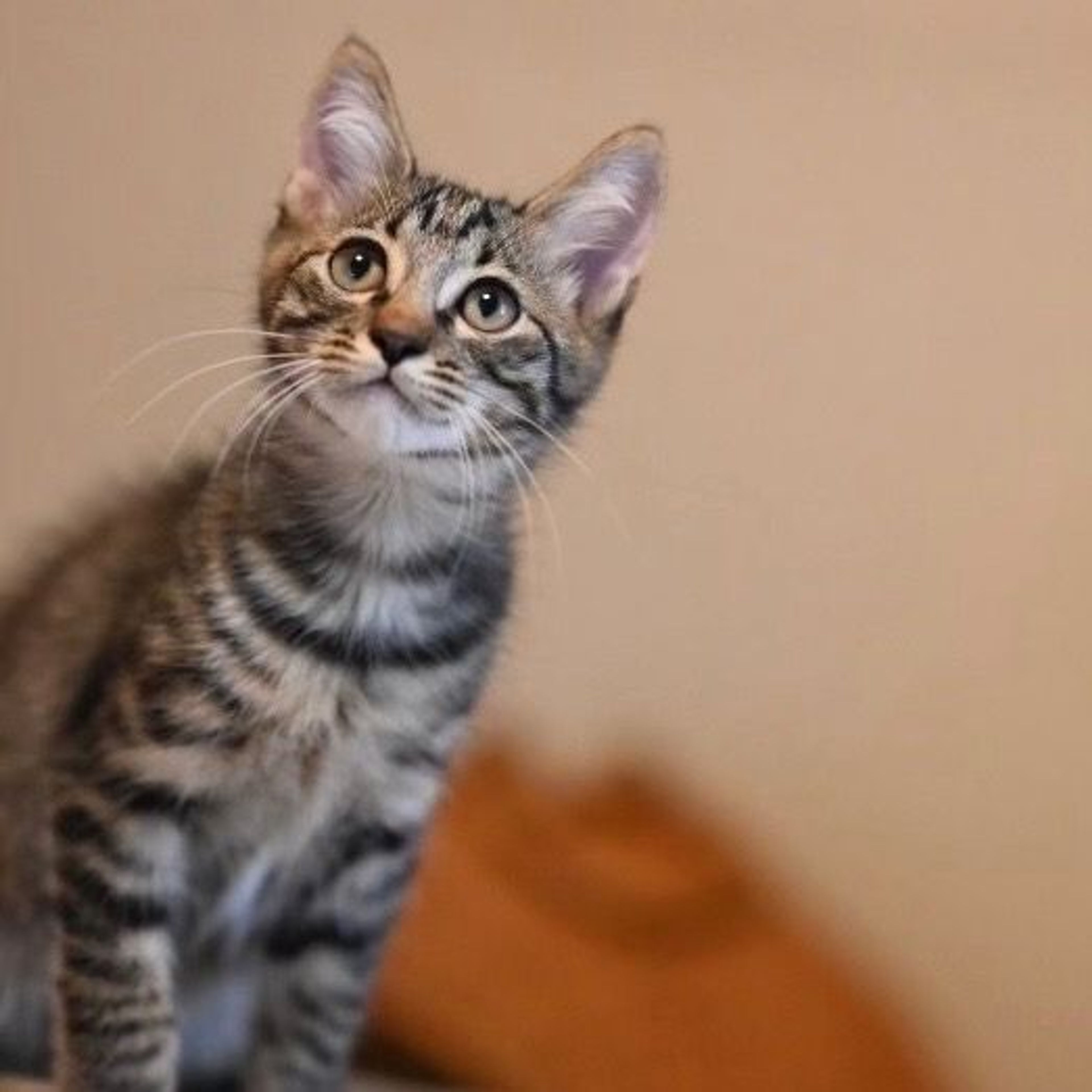 pet-image-4