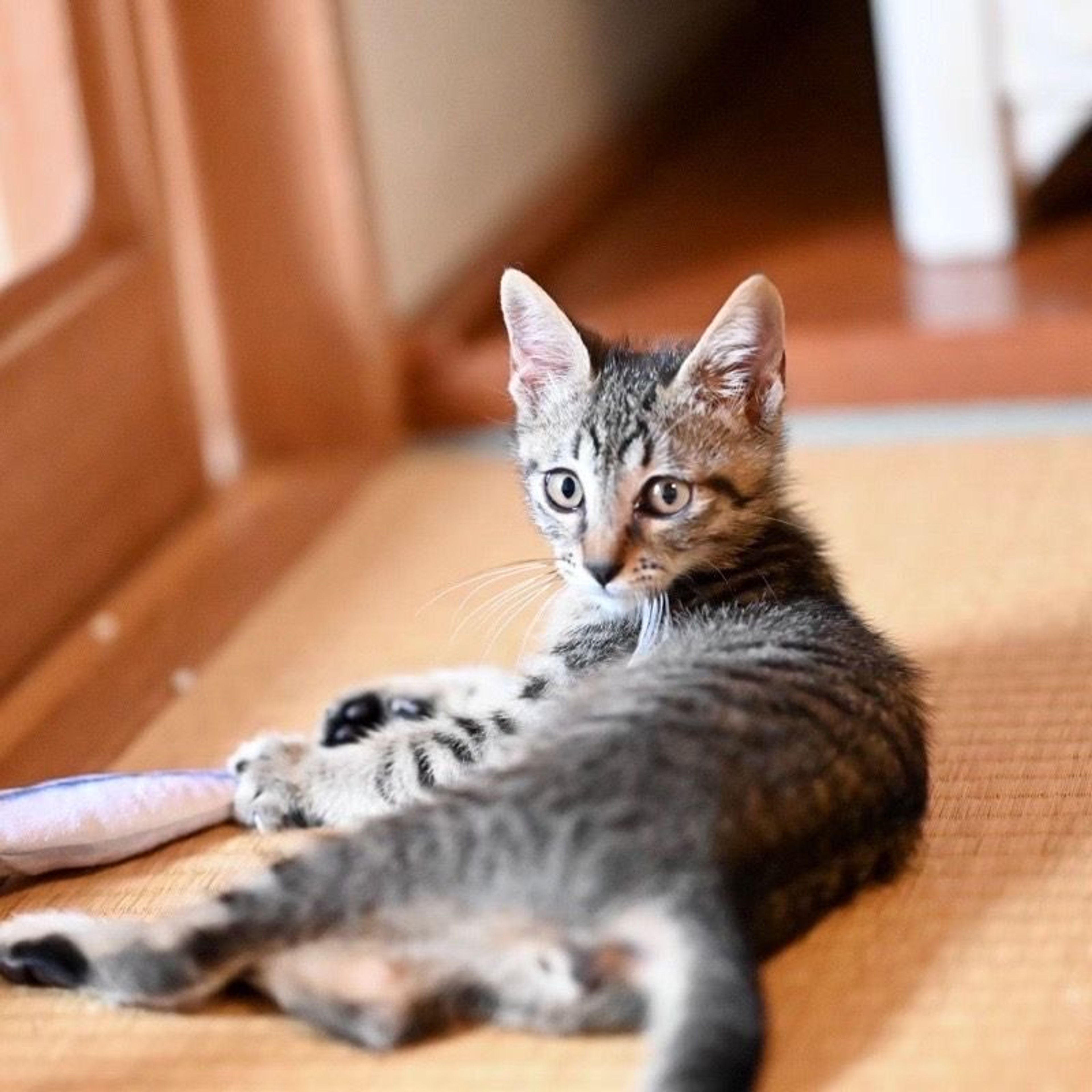 pet-image-6