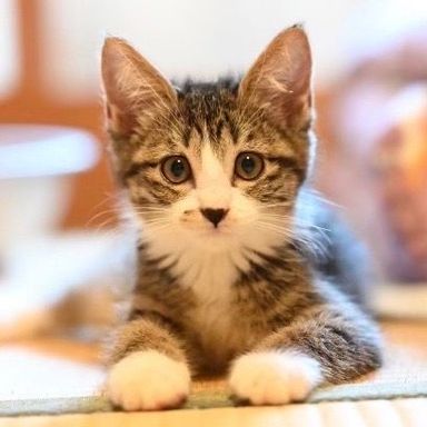クリンちゃん★8/14(日)ミャオねこ譲渡会で会えます