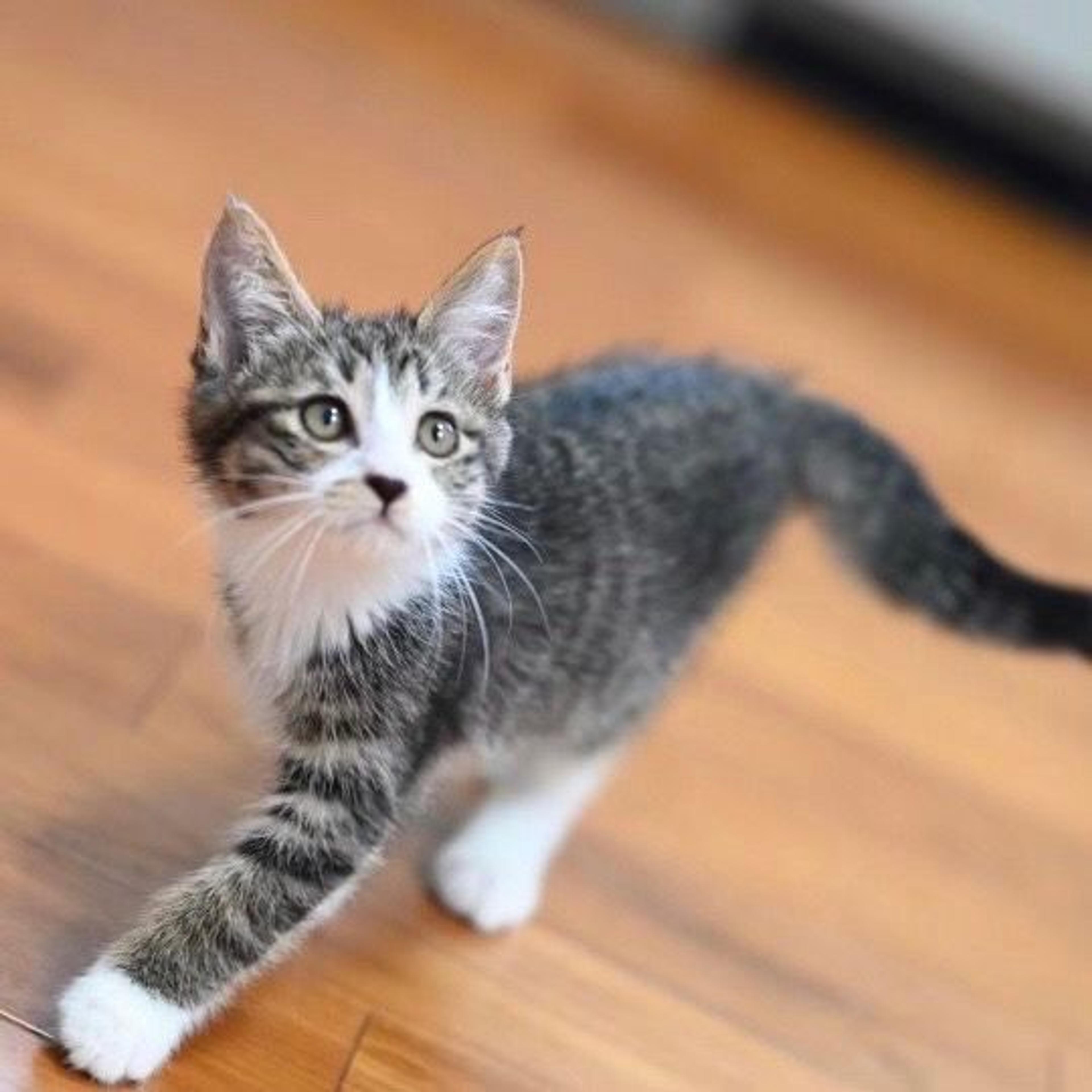 pet-image-3