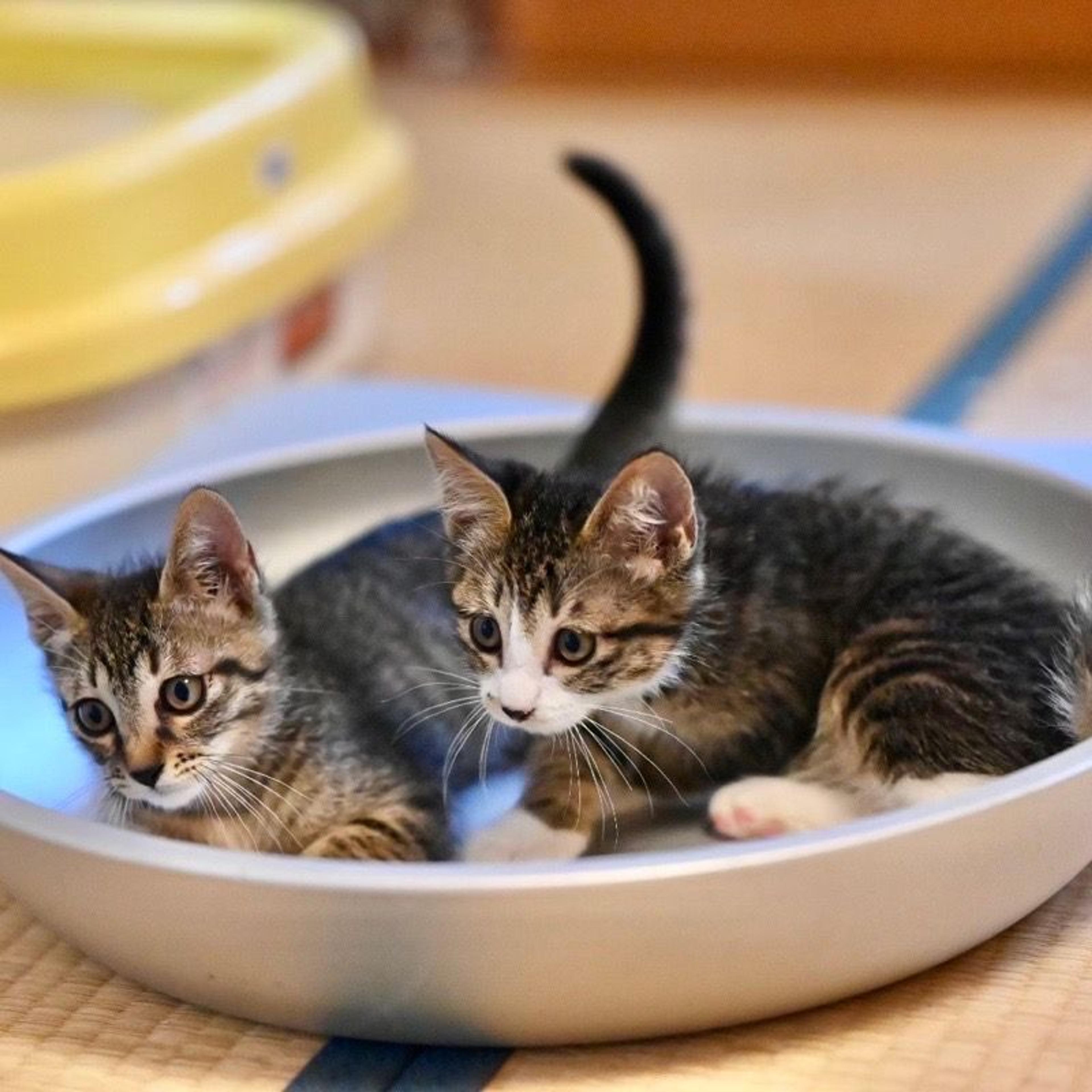 pet-image-6