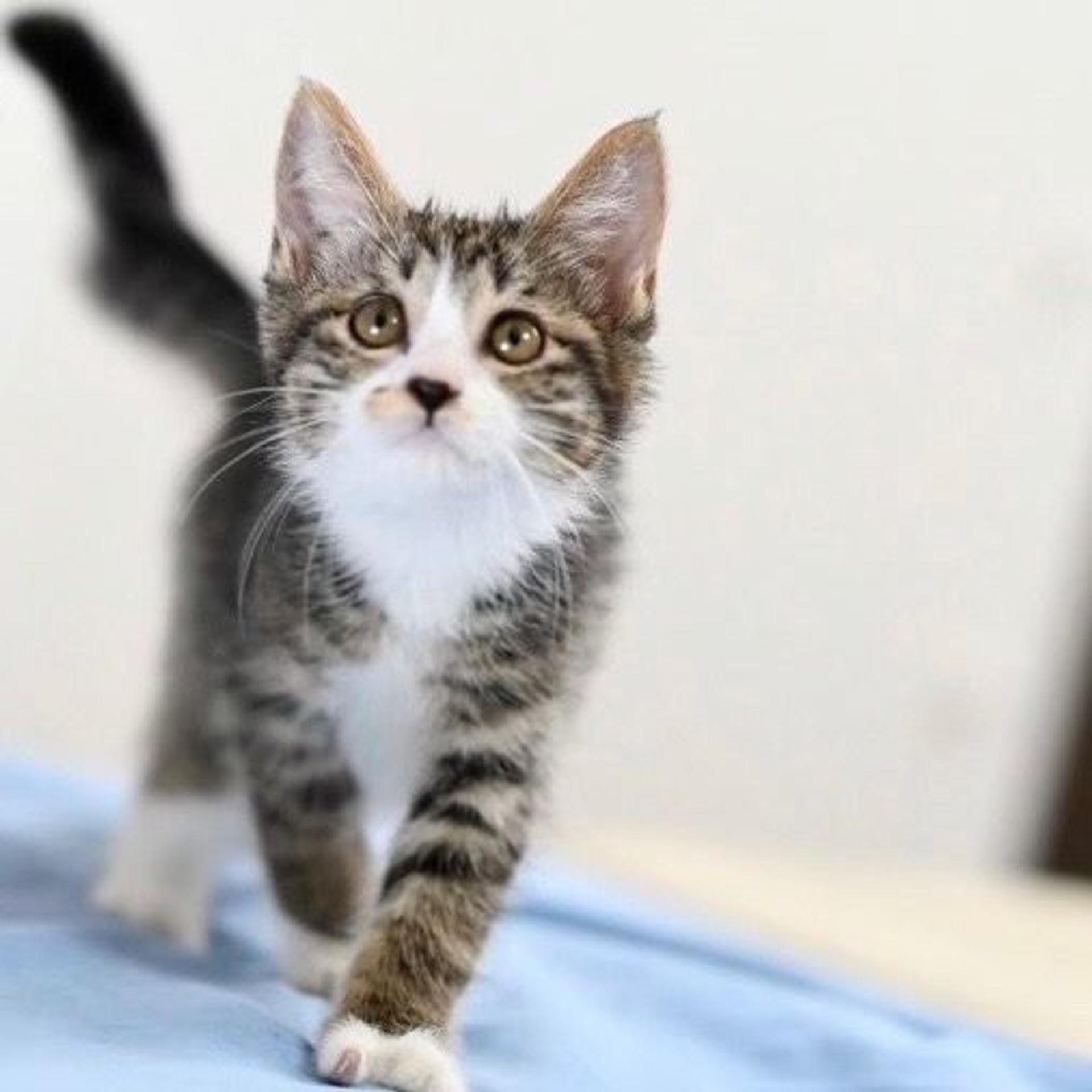 pet-image-7