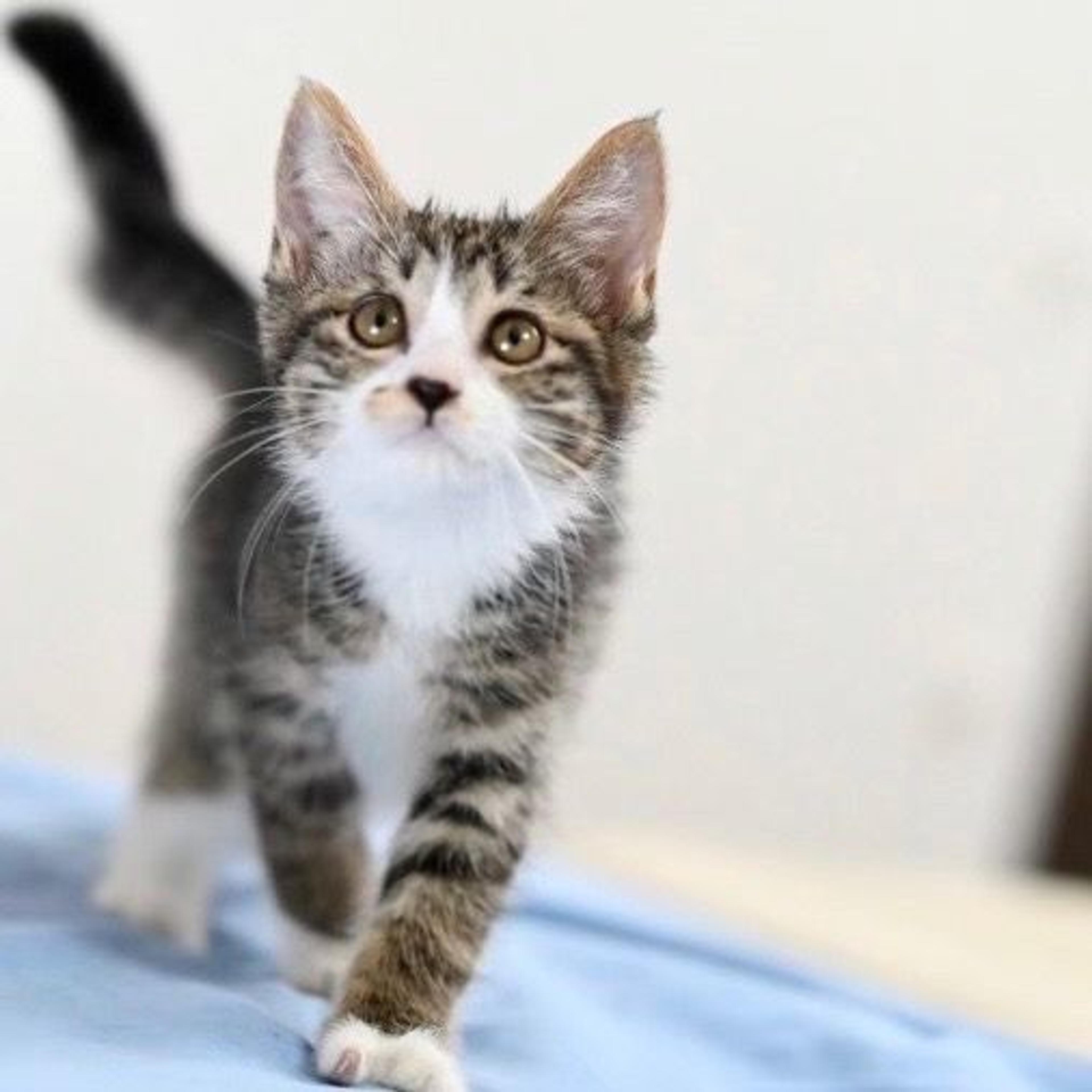 pet-image-7