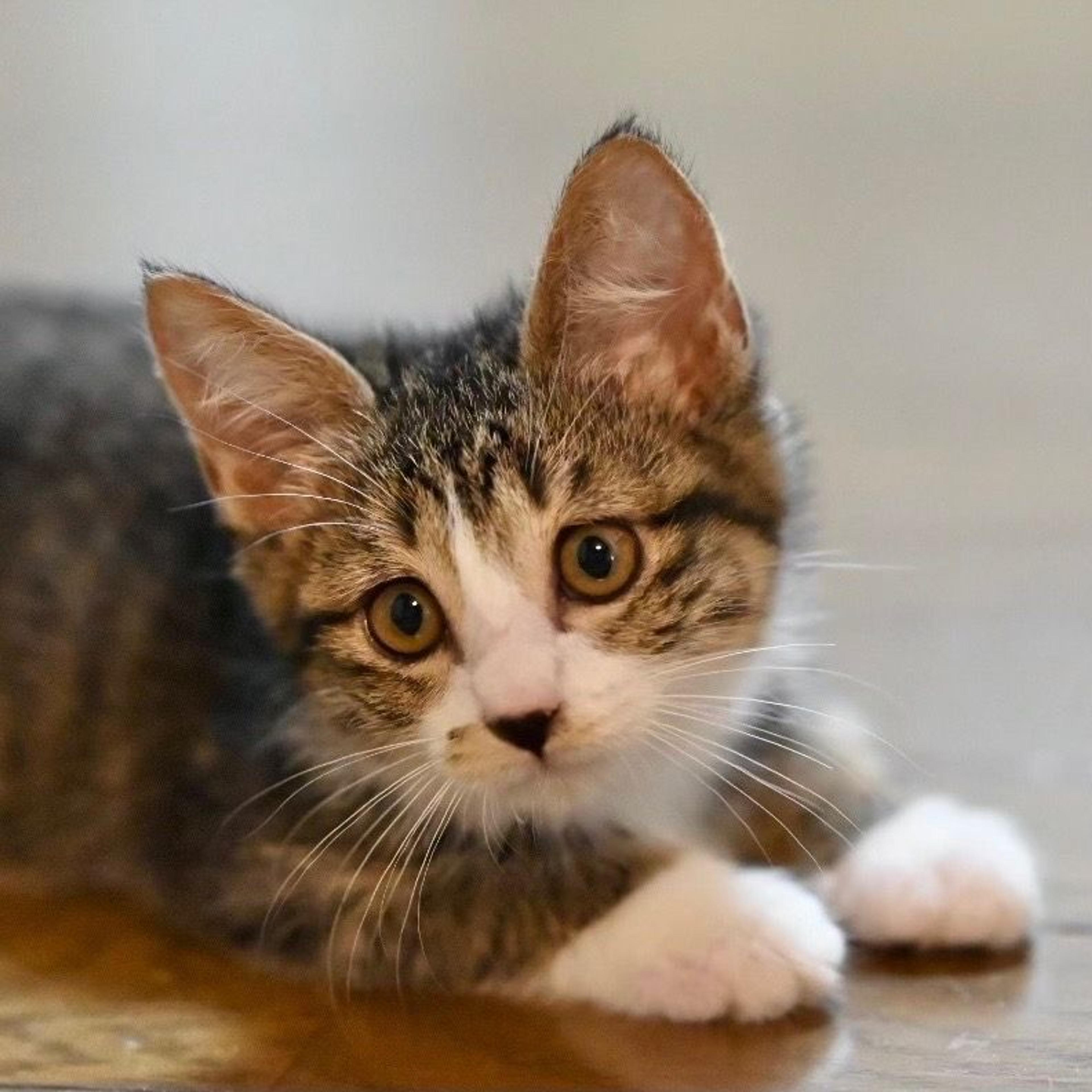 pet-image-9