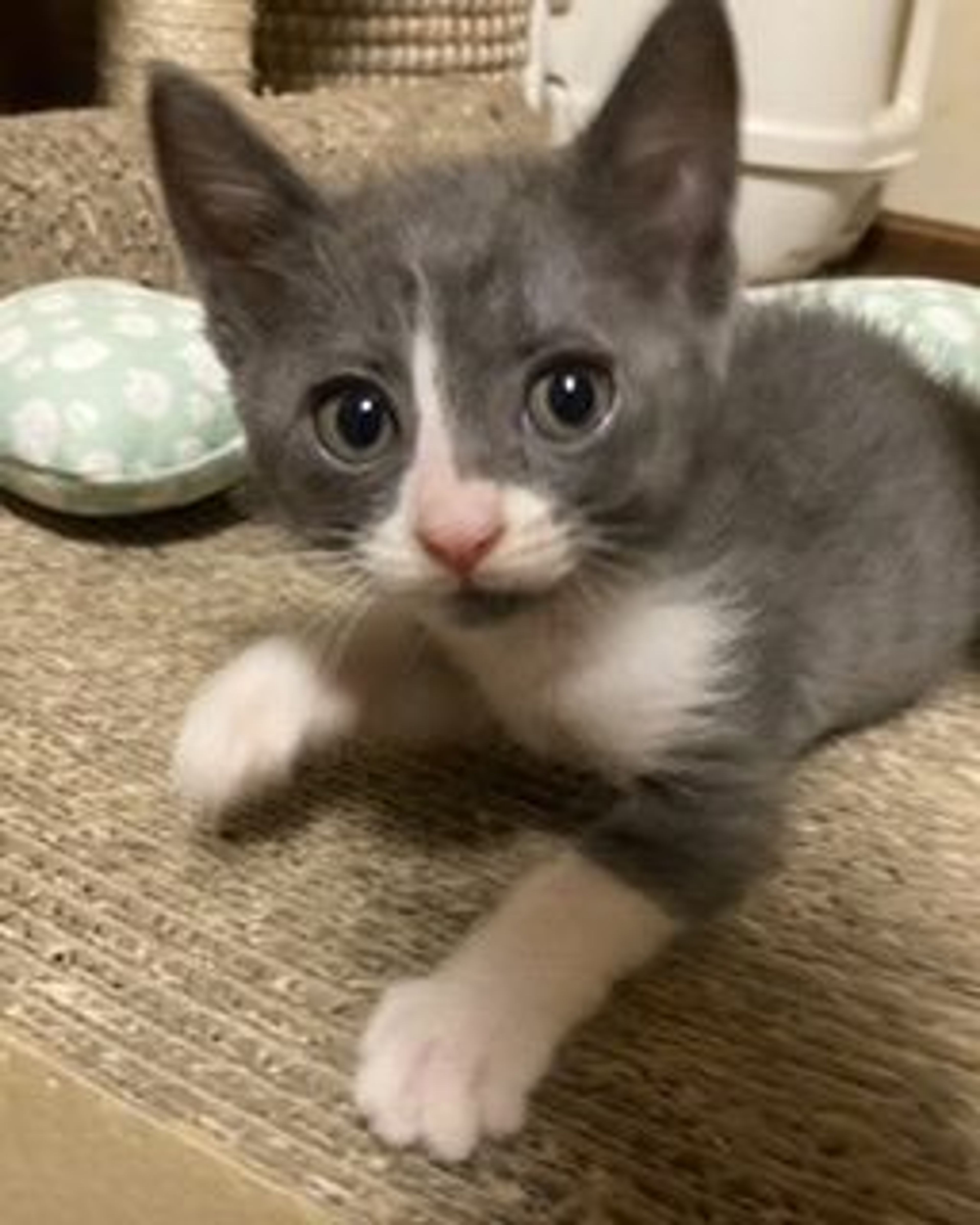 雑種（ミックス猫）・メスの里親募集の写真