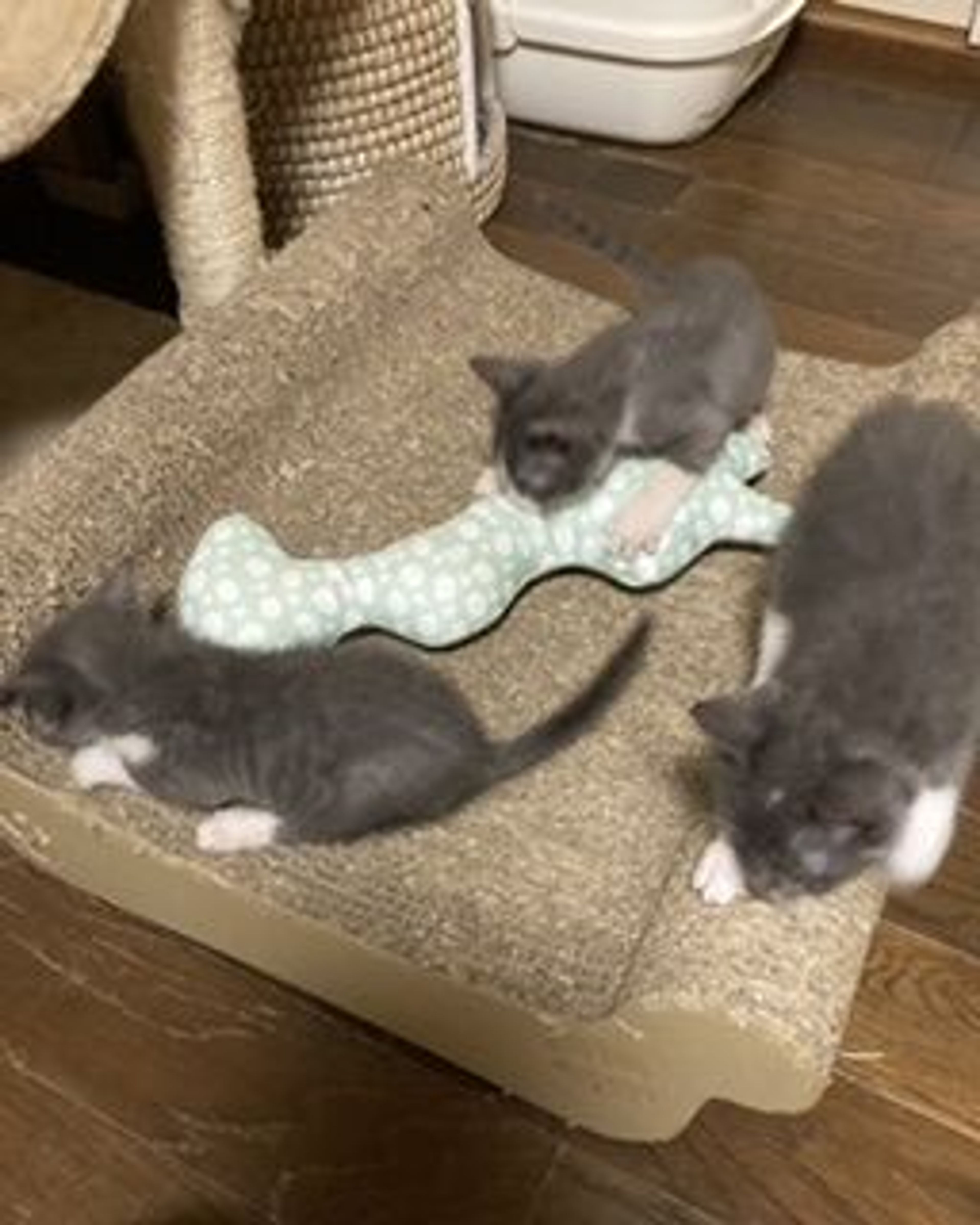 pet-image-4