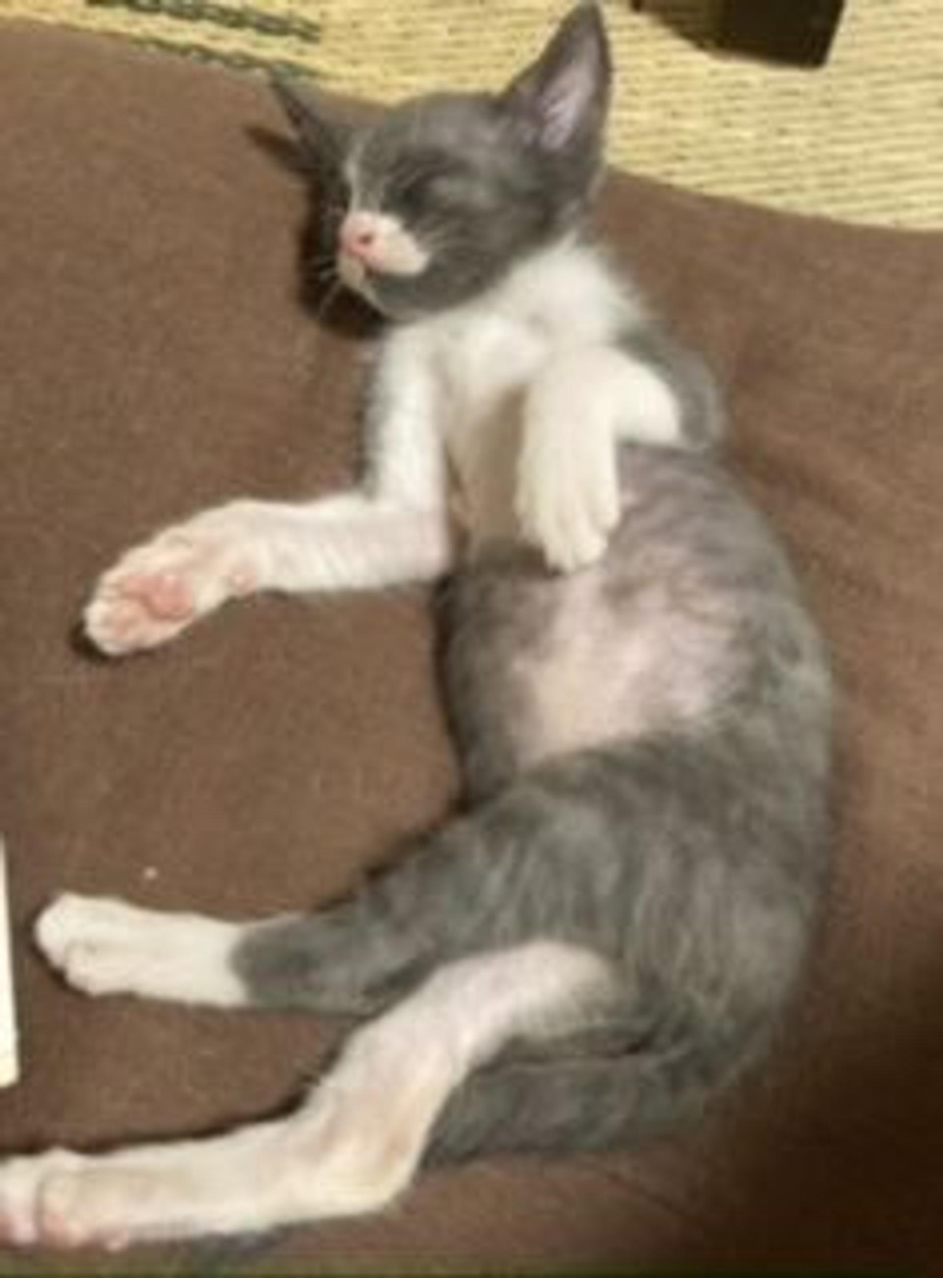 pet-image-5