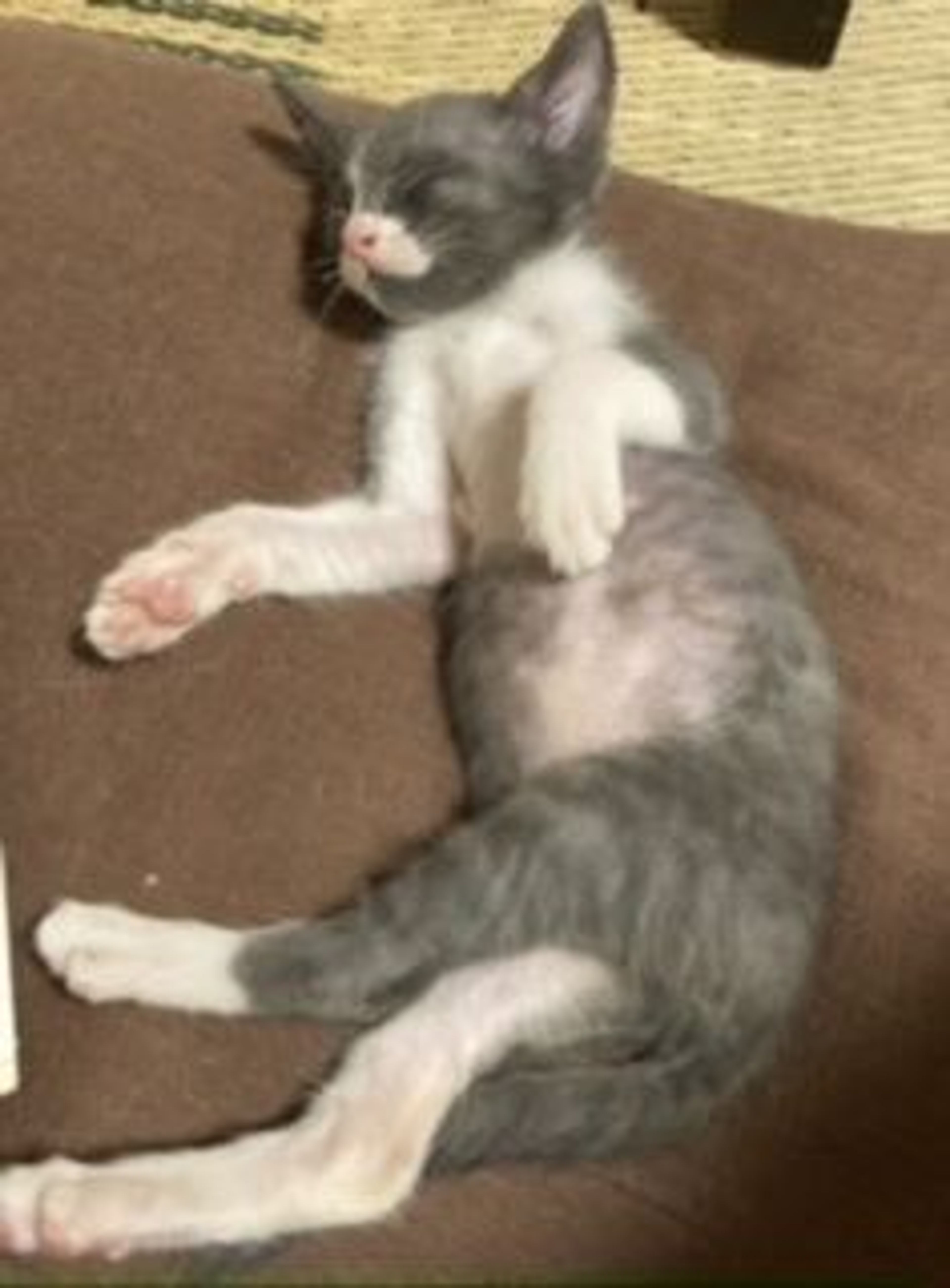 pet-image-5