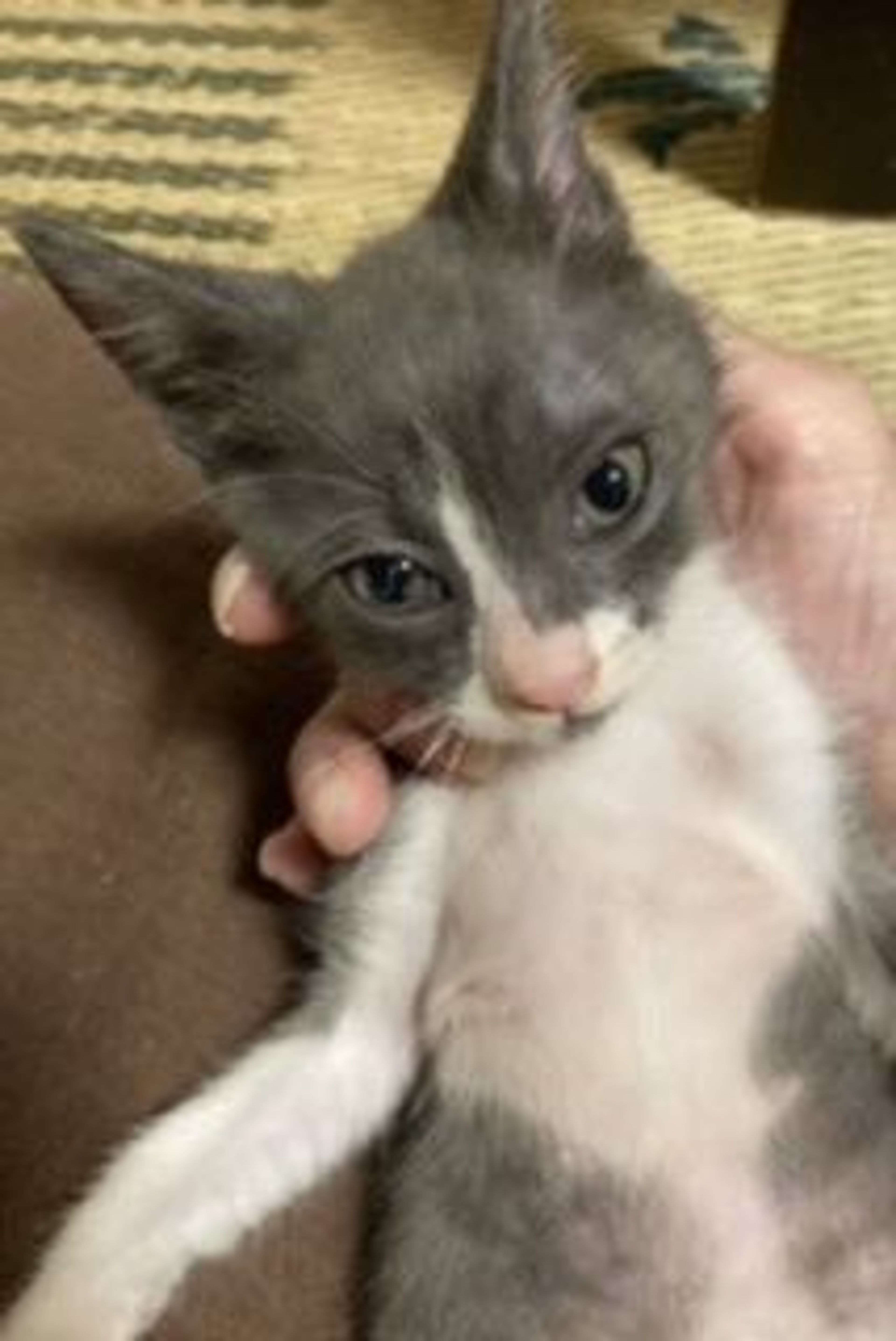pet-image-6