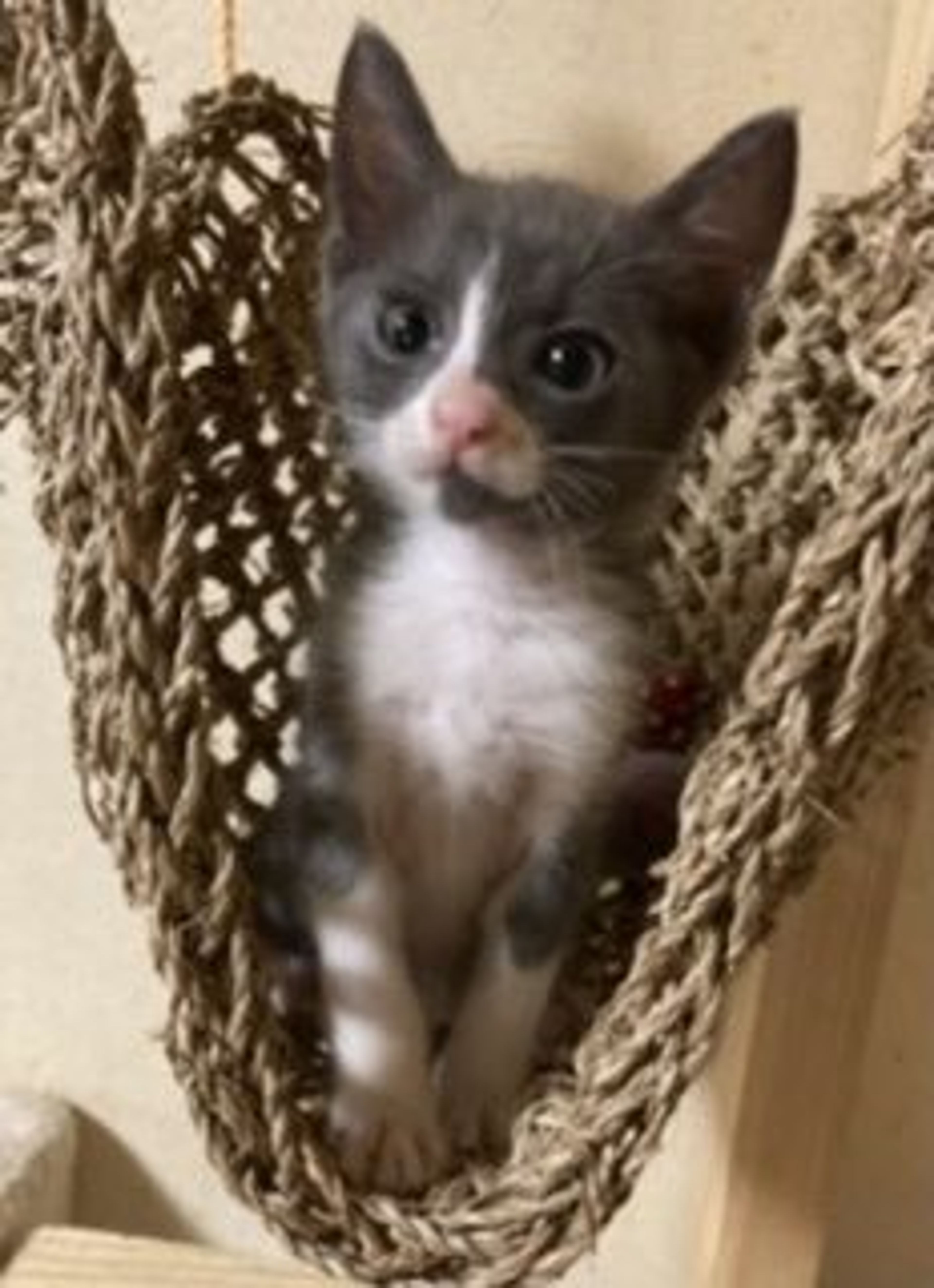 pet-image-7