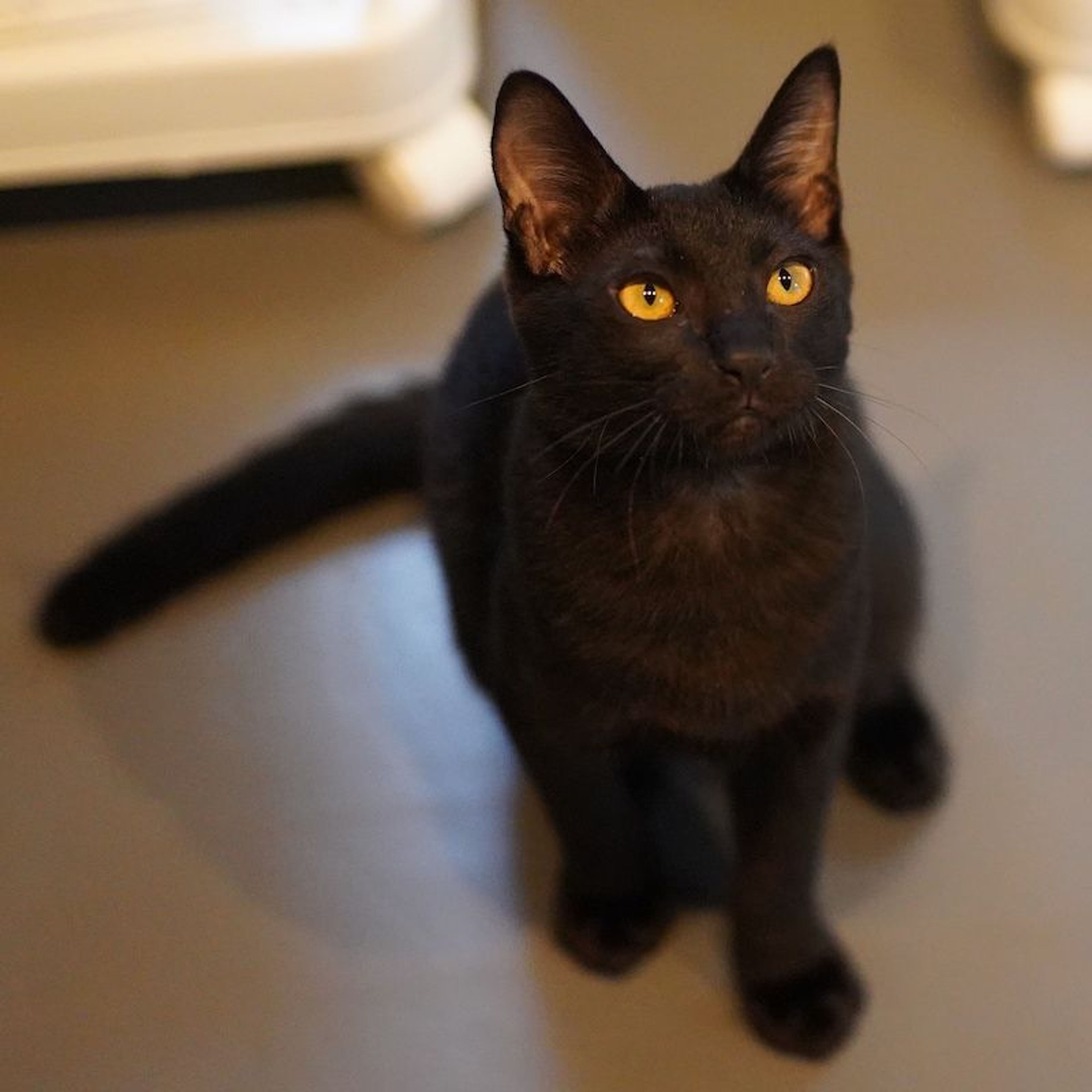 pet-image-3