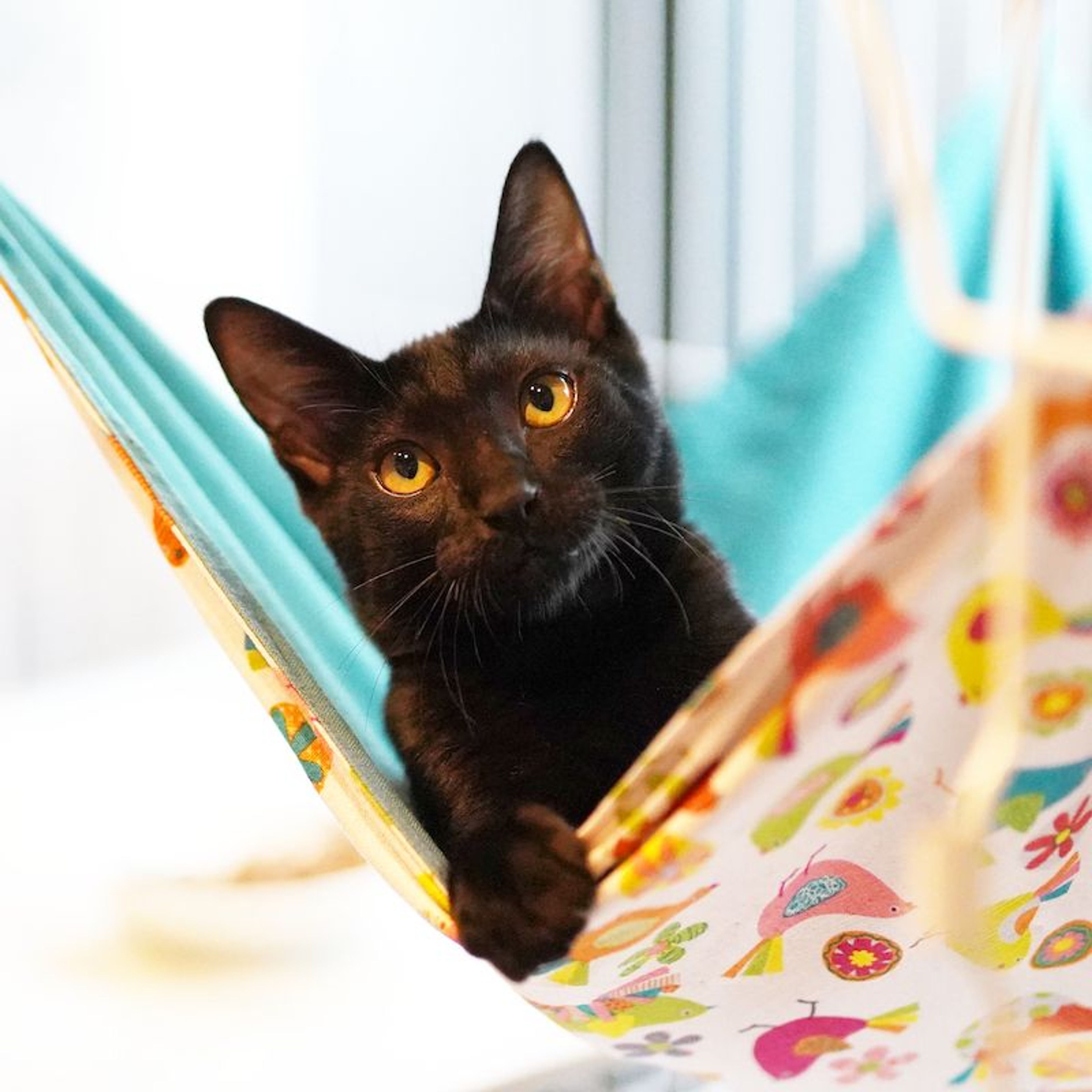 pet-image-4