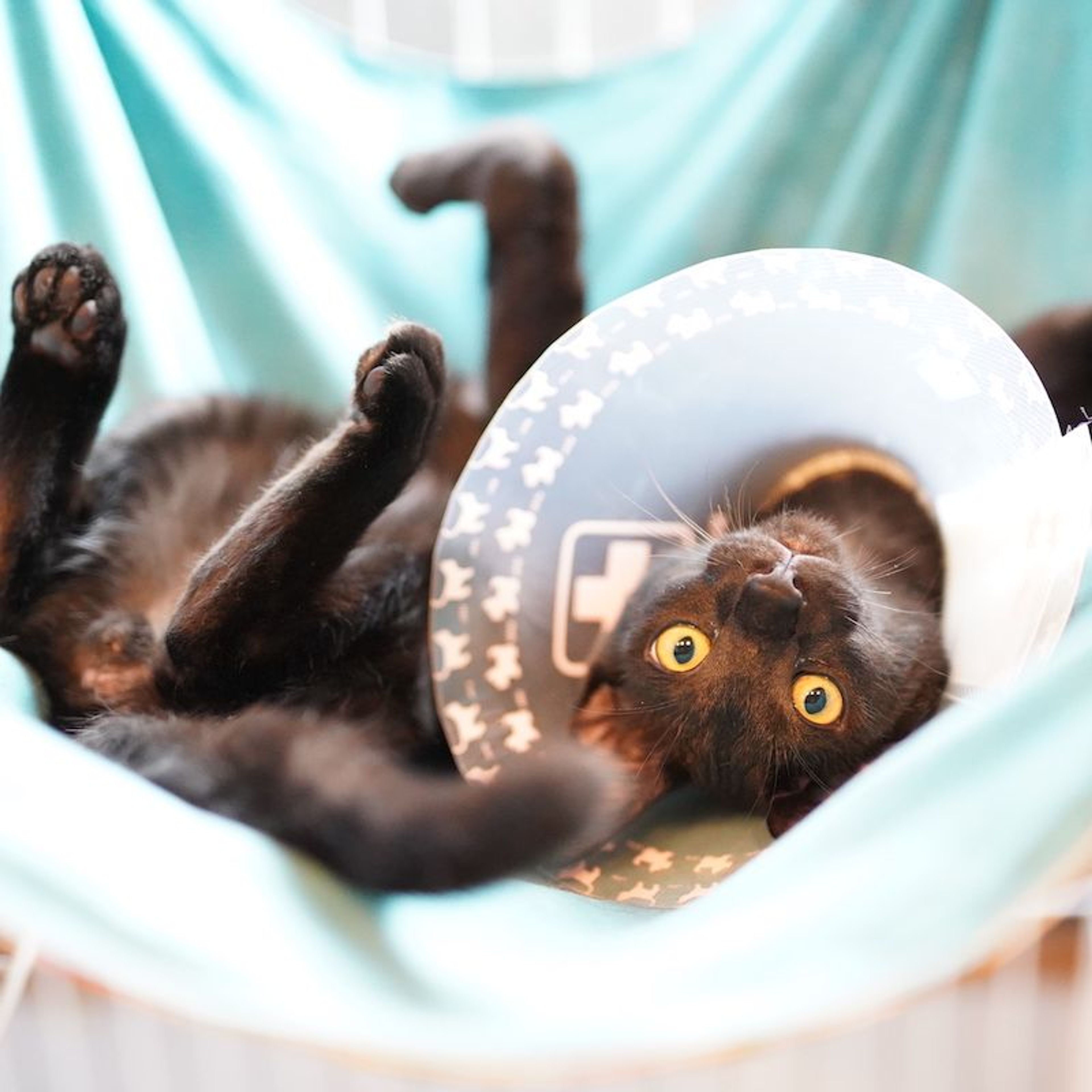 pet-image-5