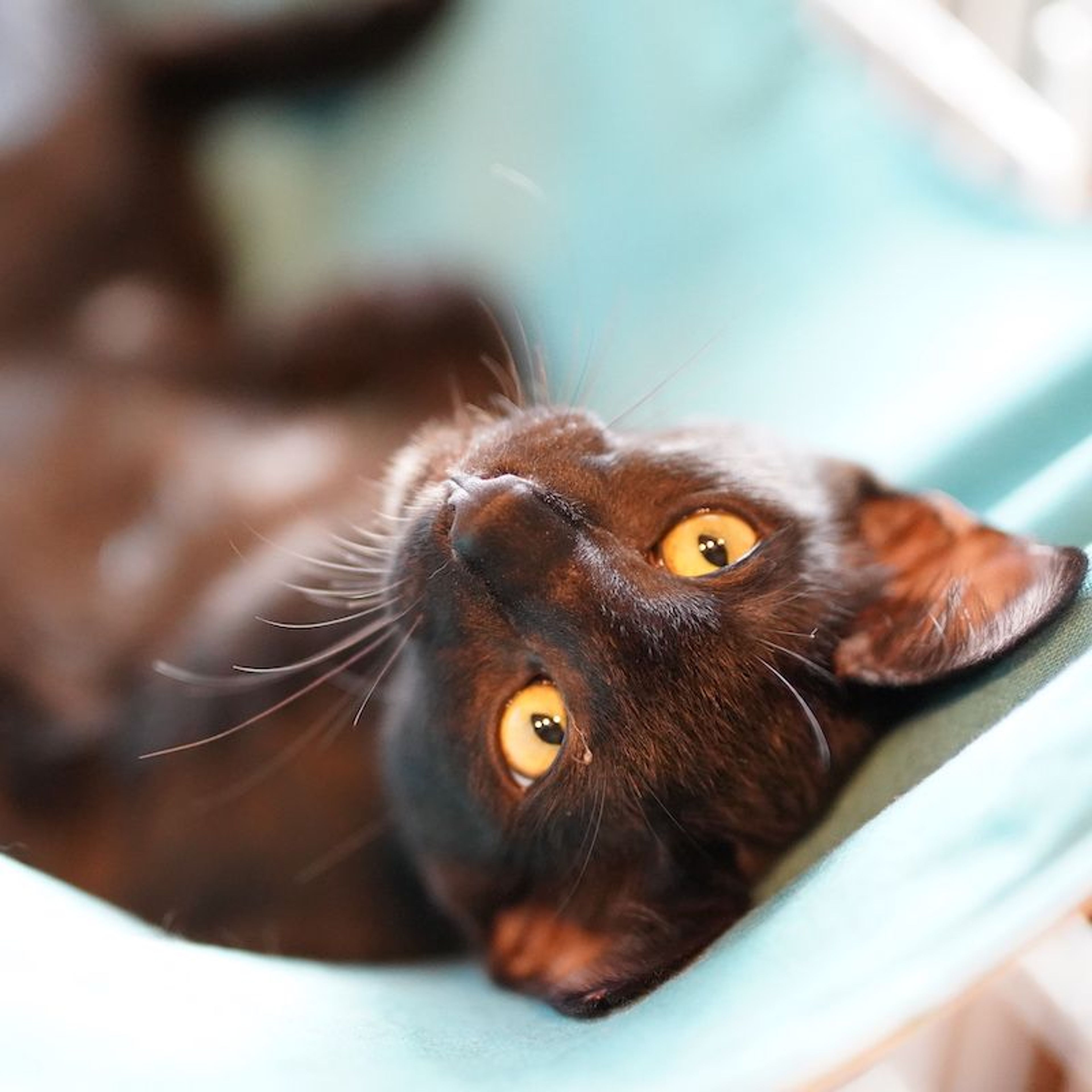 pet-image-6