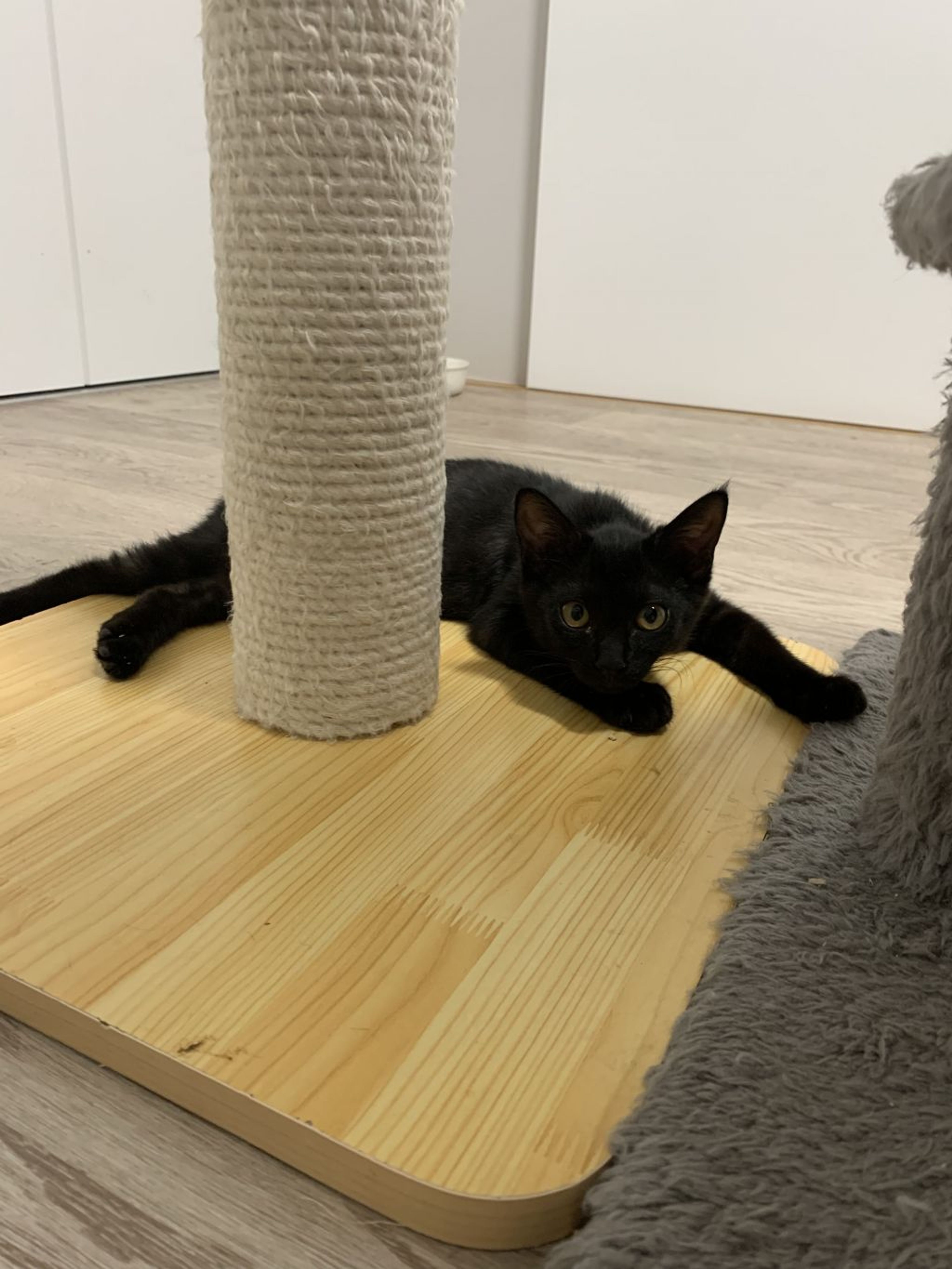 pet-image-3