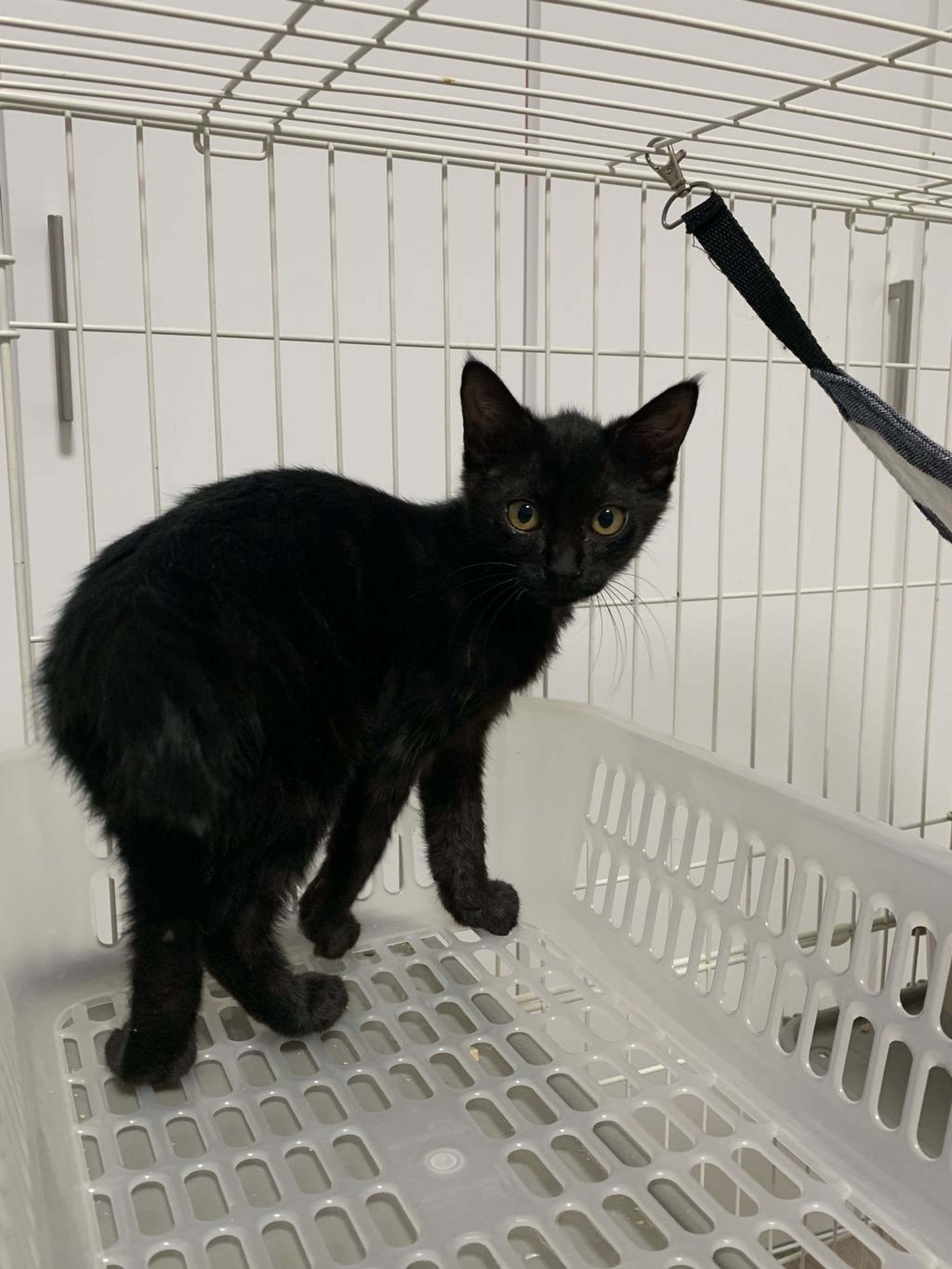 pet-image-4