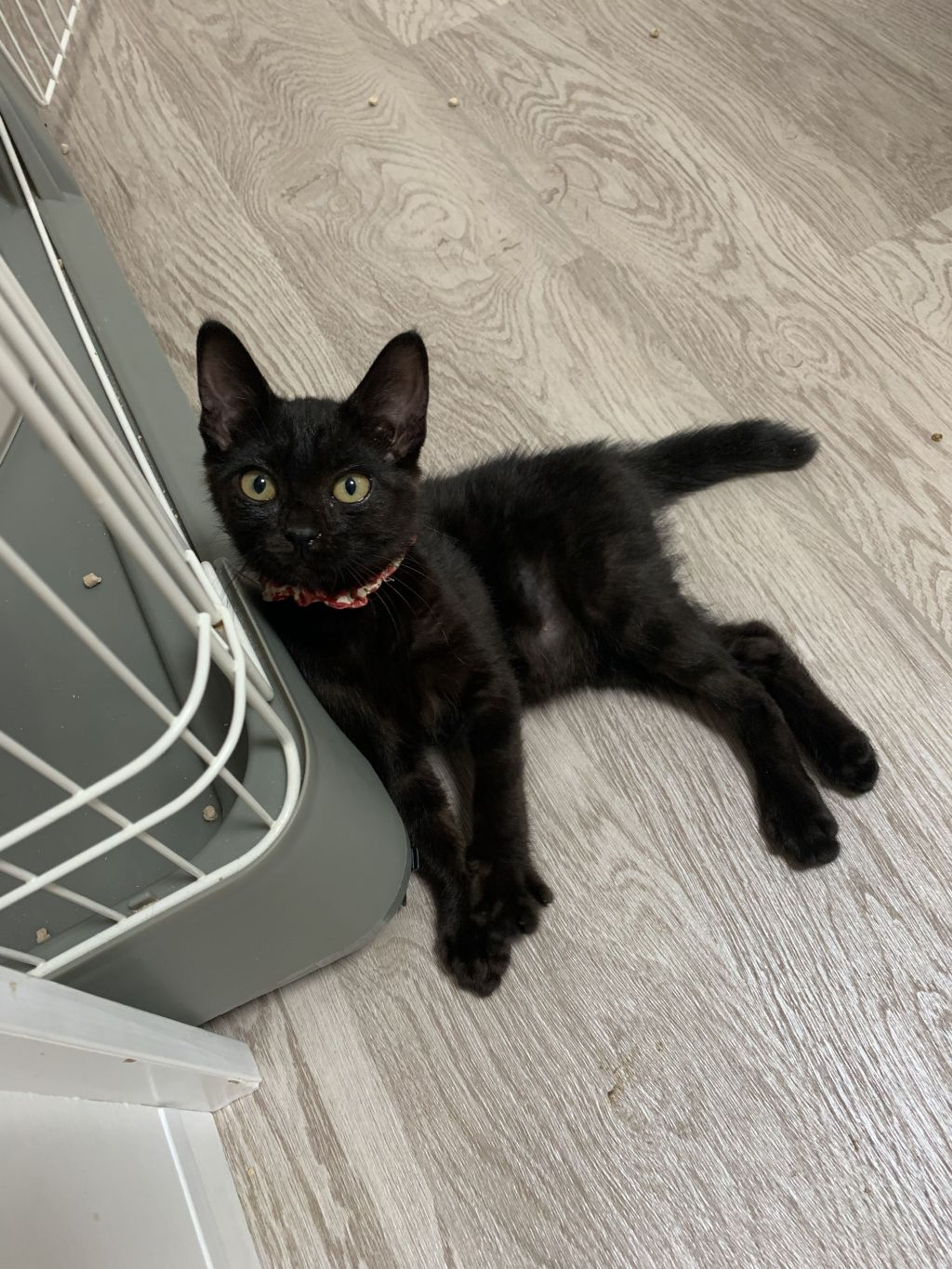pet-image-2