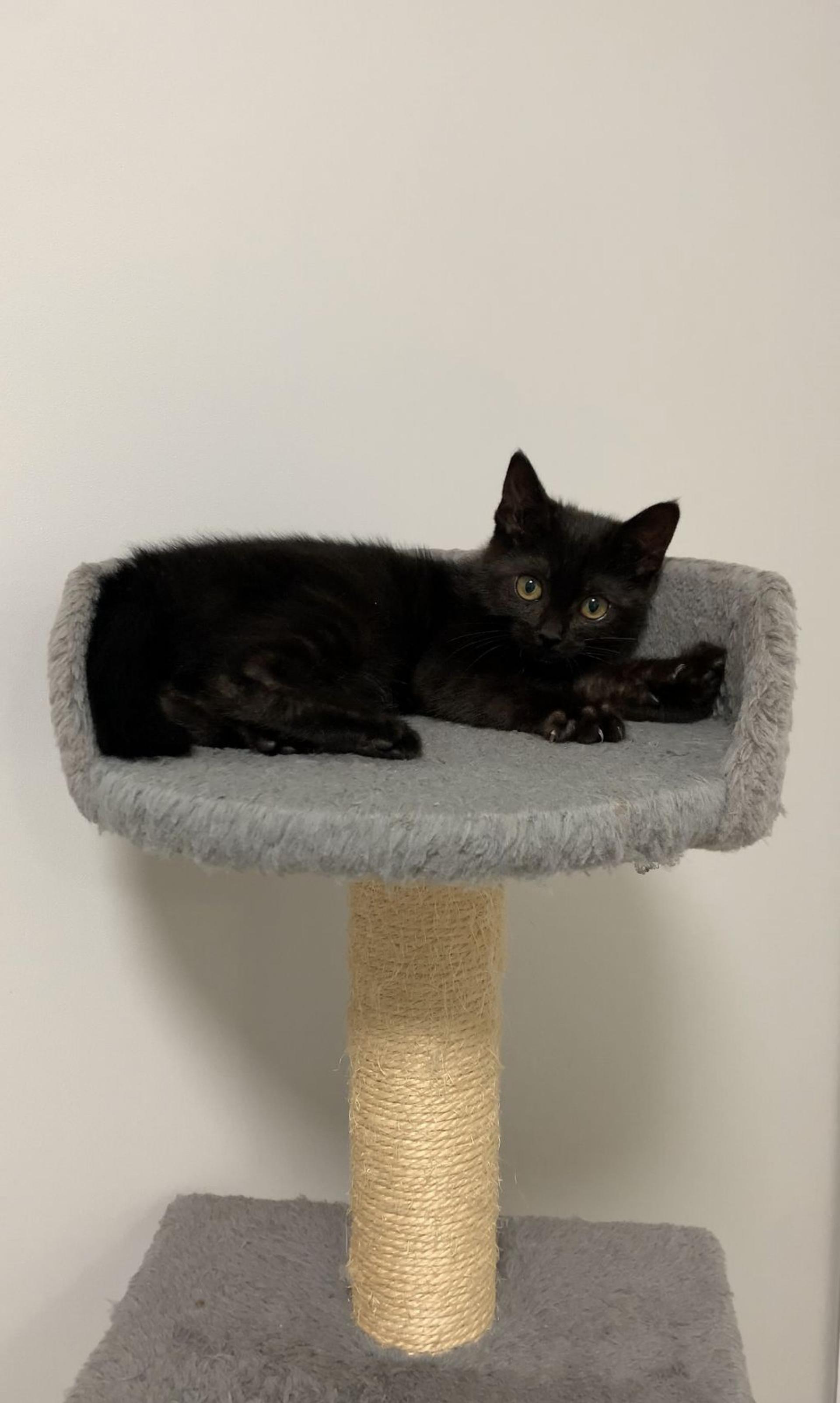 pet-image-3