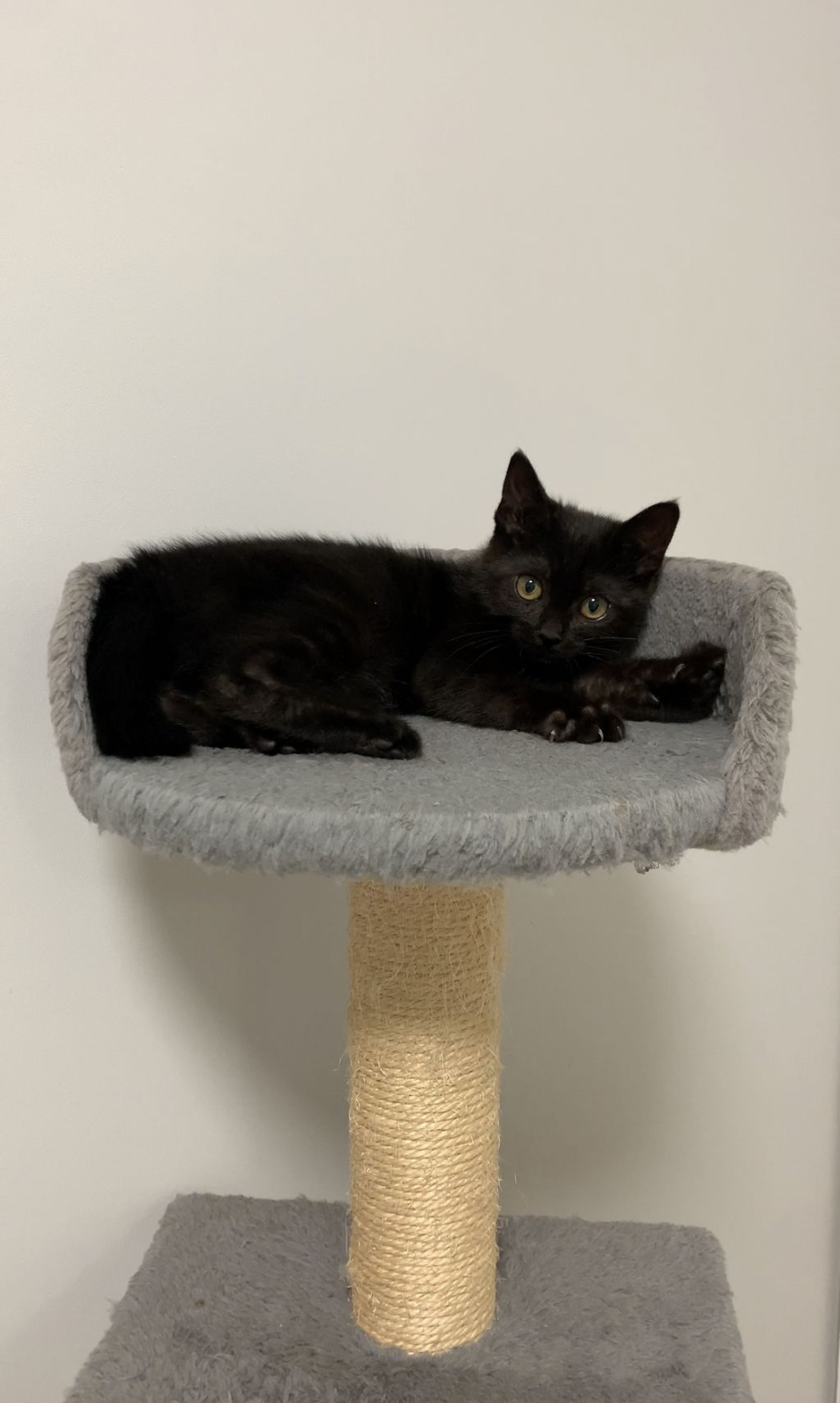 pet-image-3