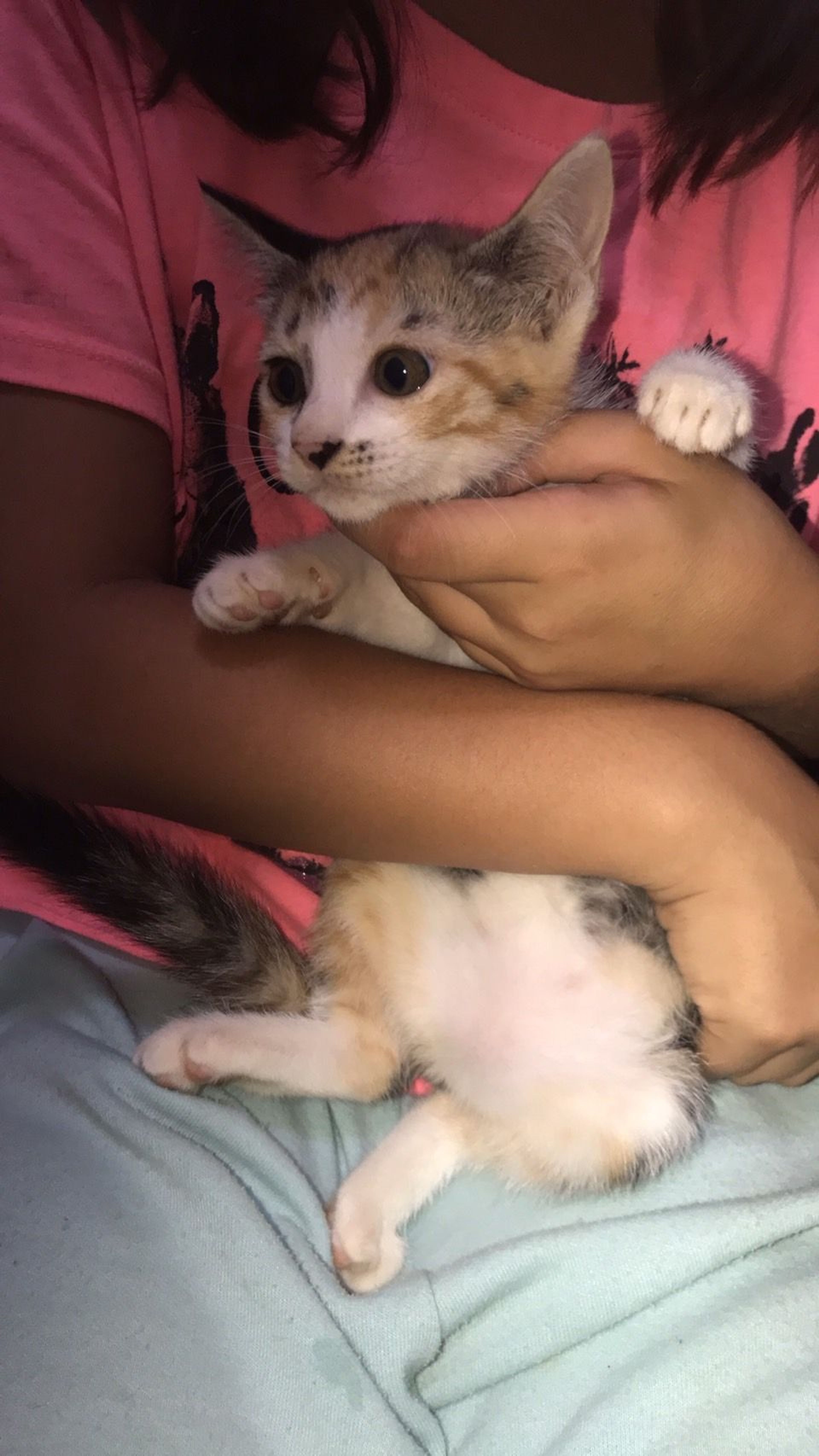 雑種（ミックス猫）・メスの里親募集の写真