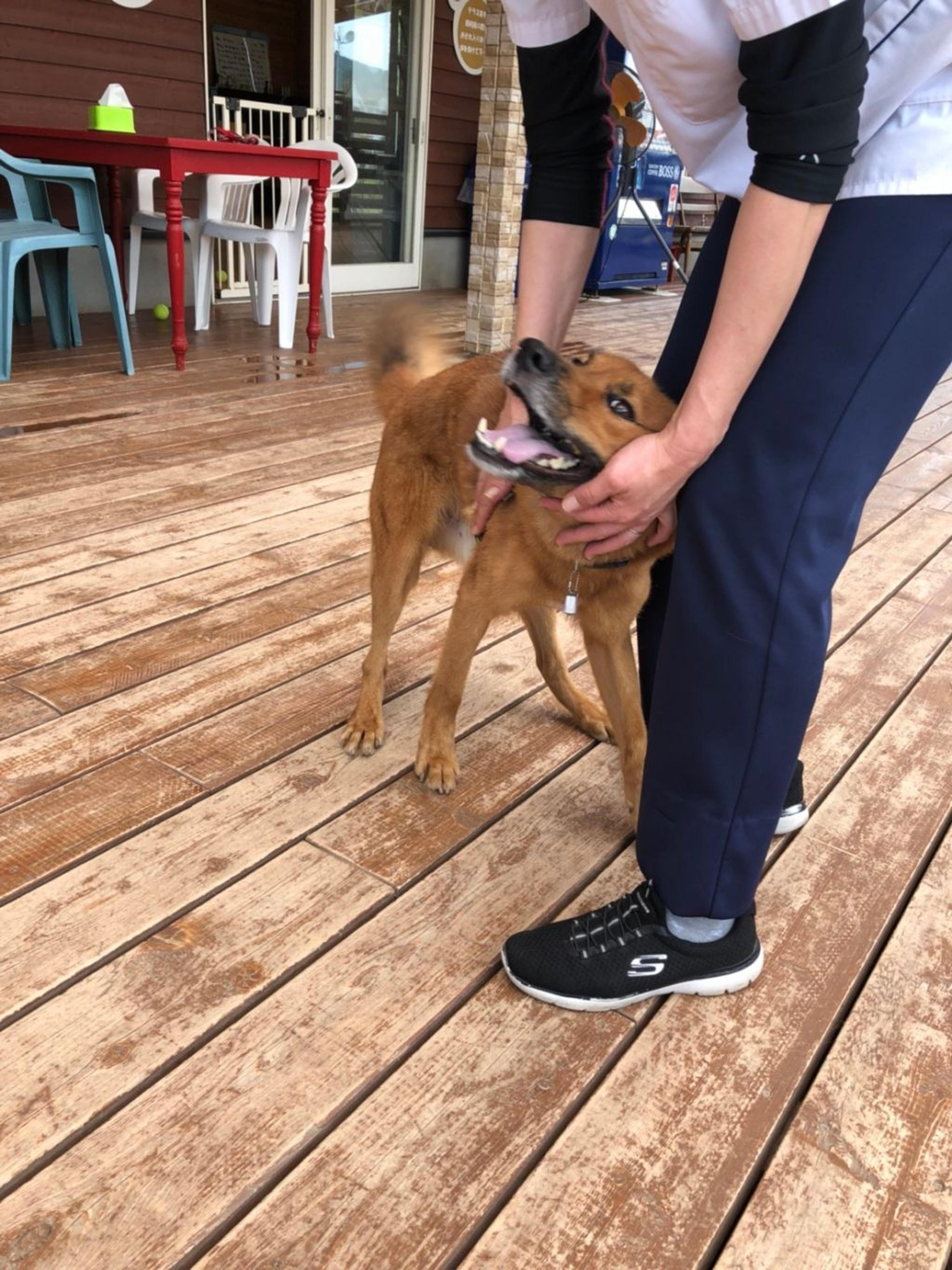 pet-image-3