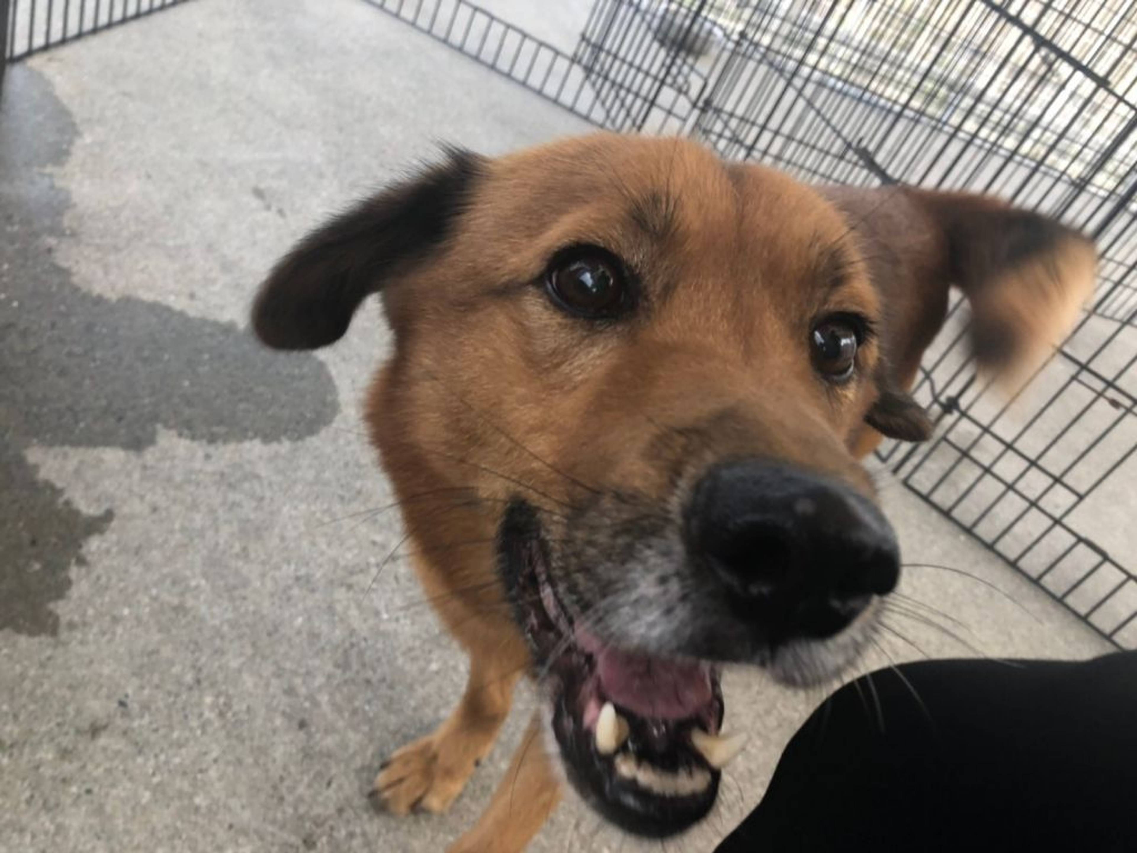 雑種（ミックス犬）・オスの里親募集の写真