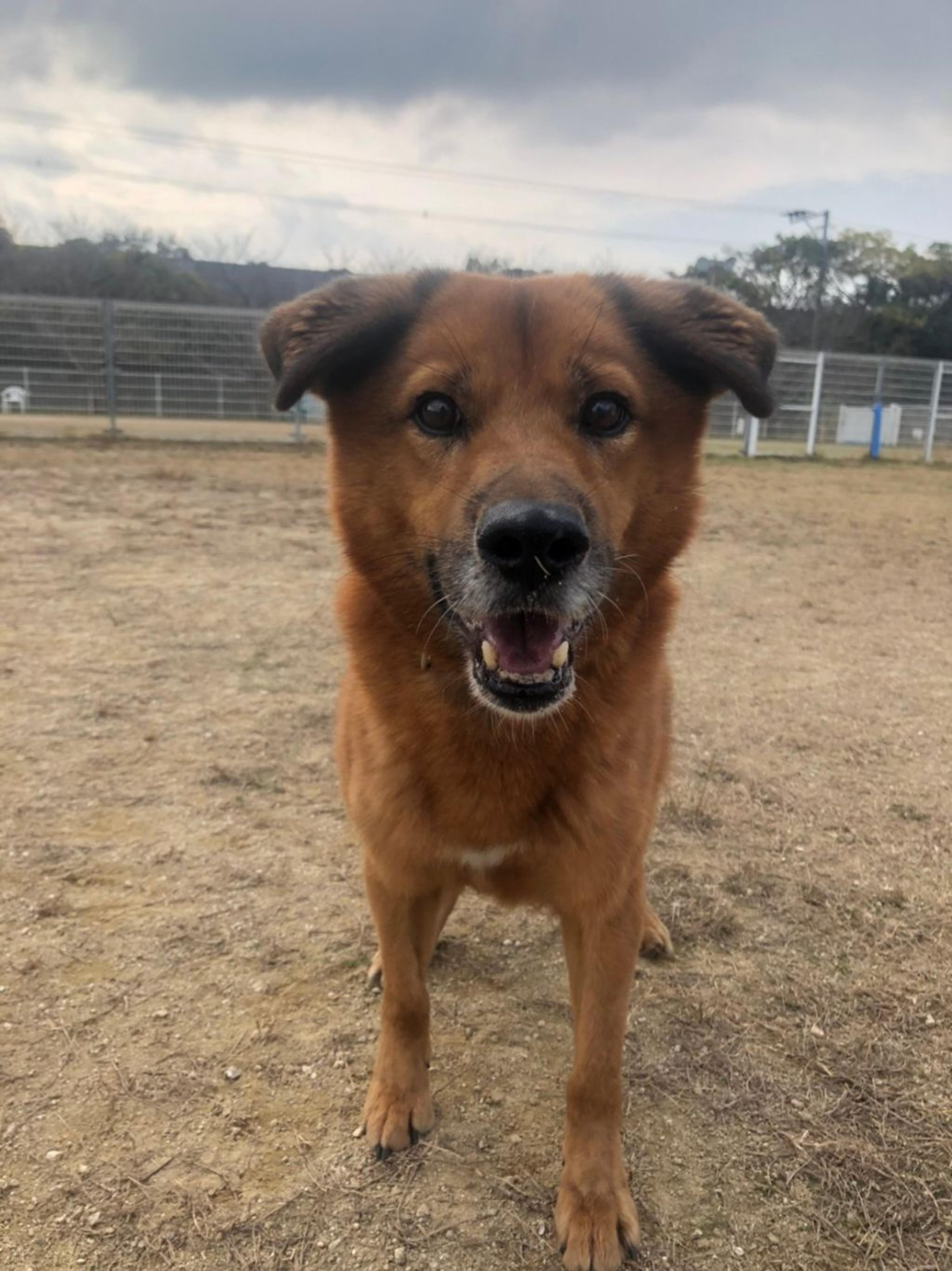 pet-image-2