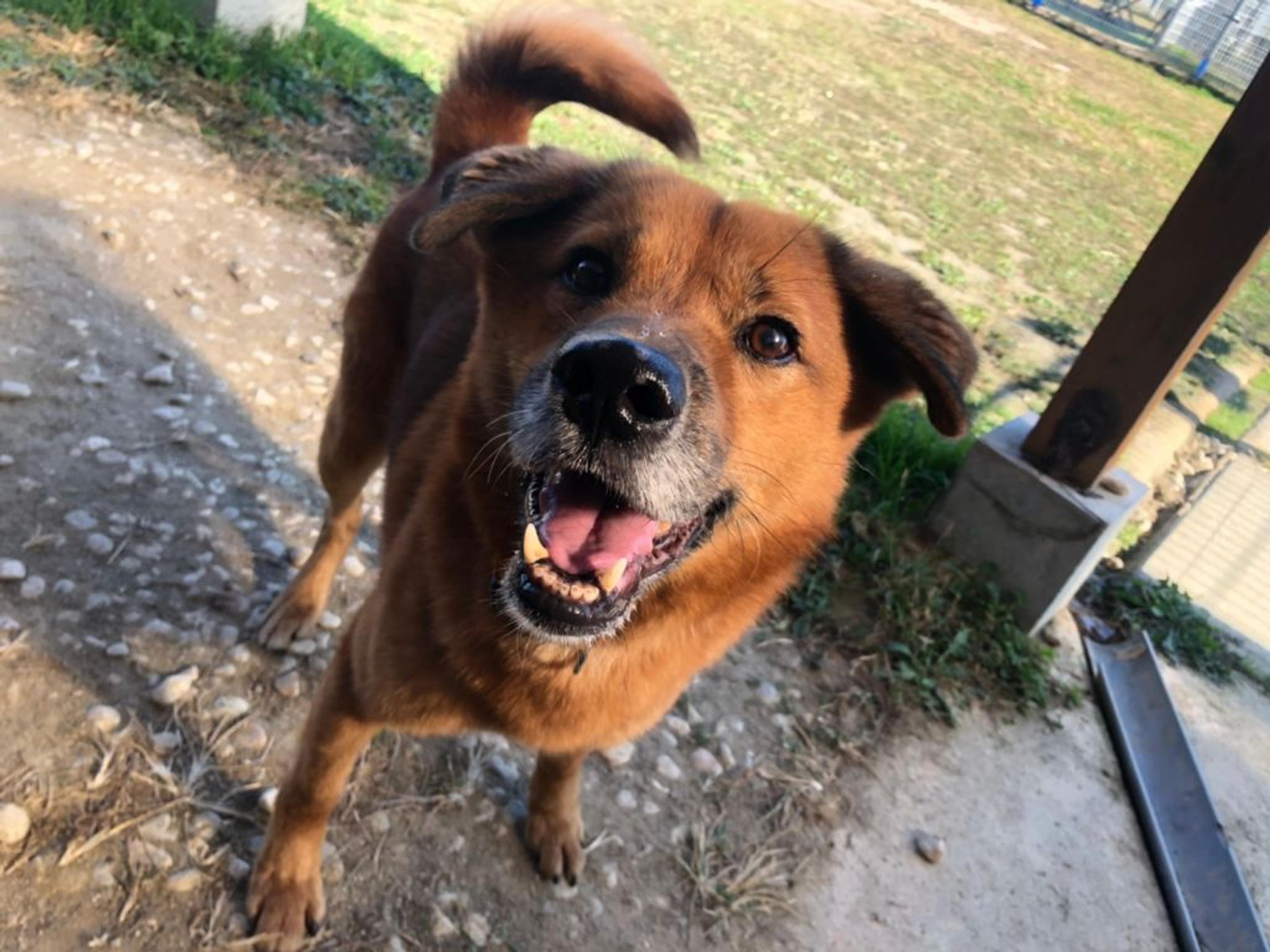 pet-image-6