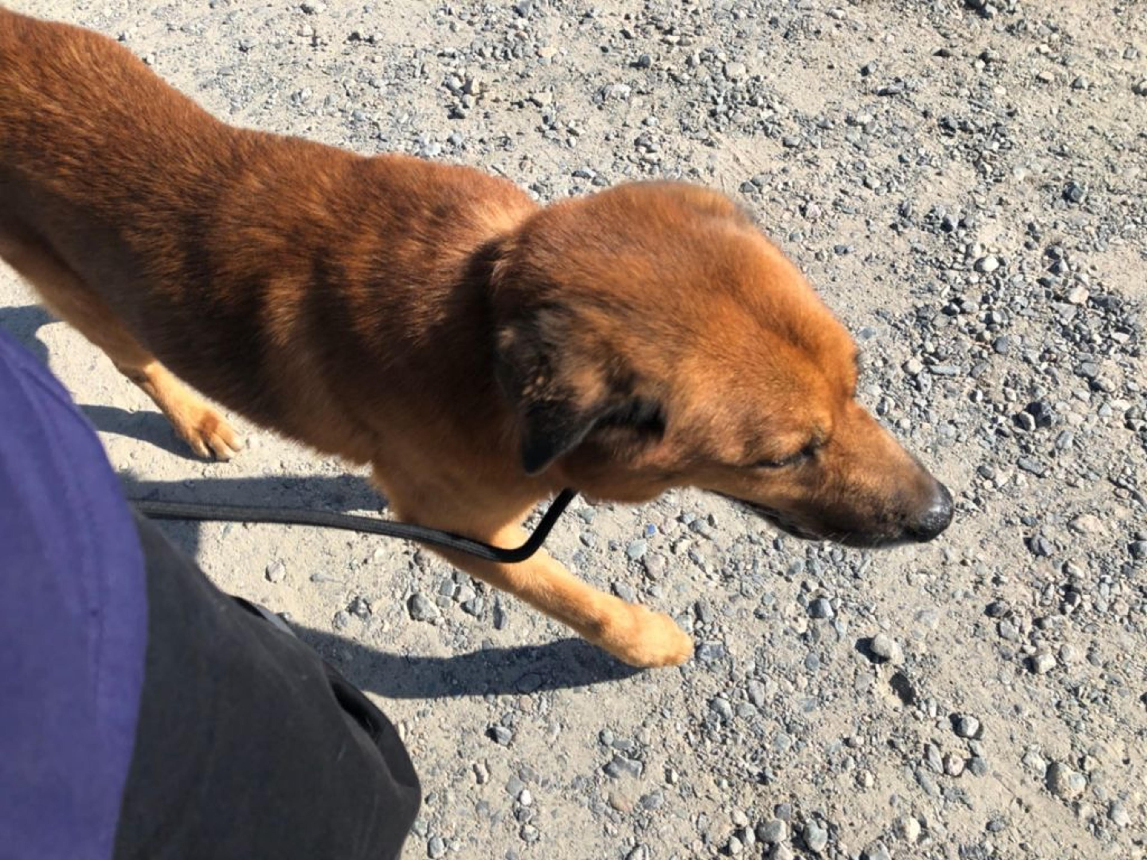 pet-image-9