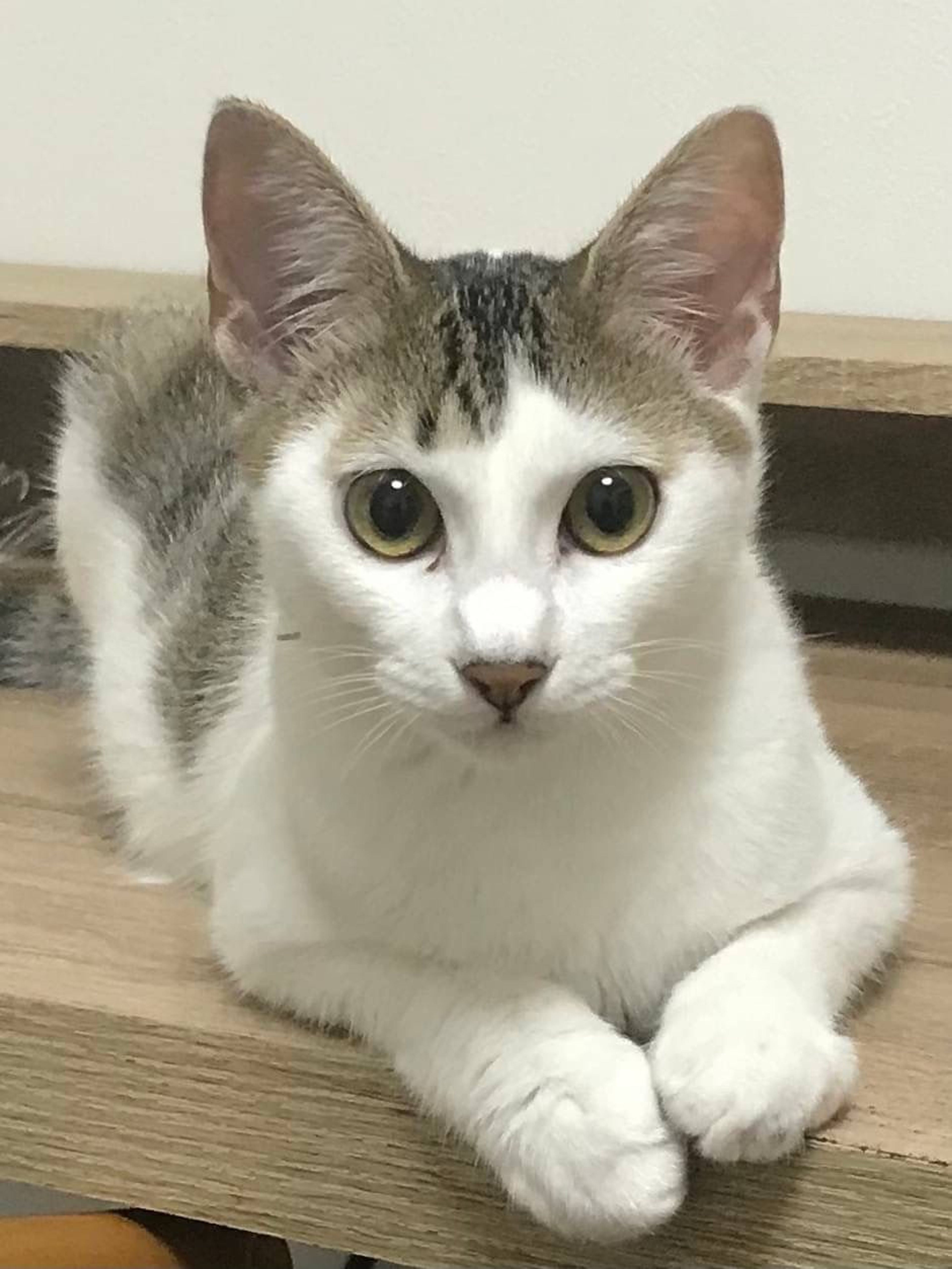 雑種（ミックス猫）・オスの里親募集の写真