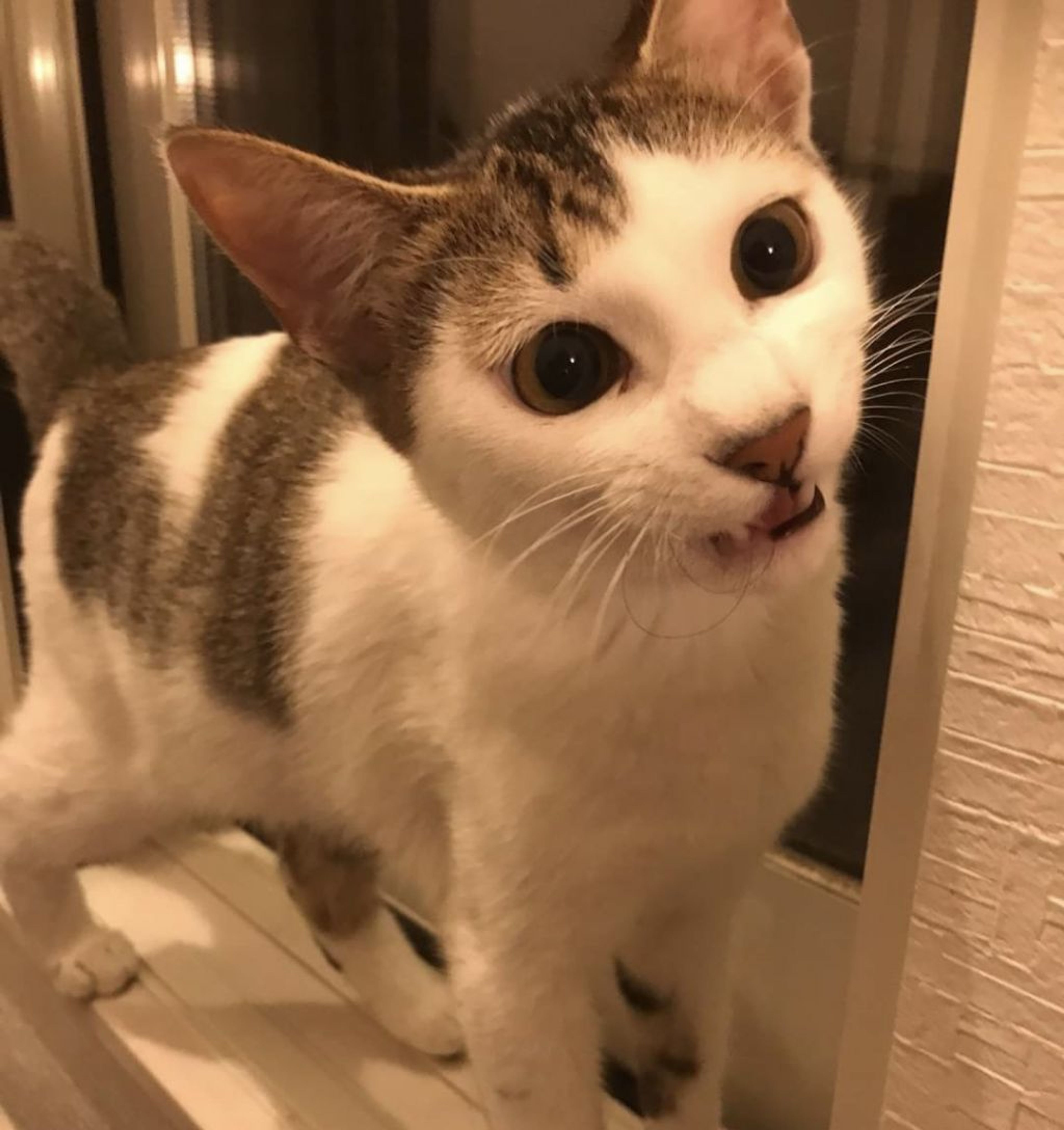 pet-image-2