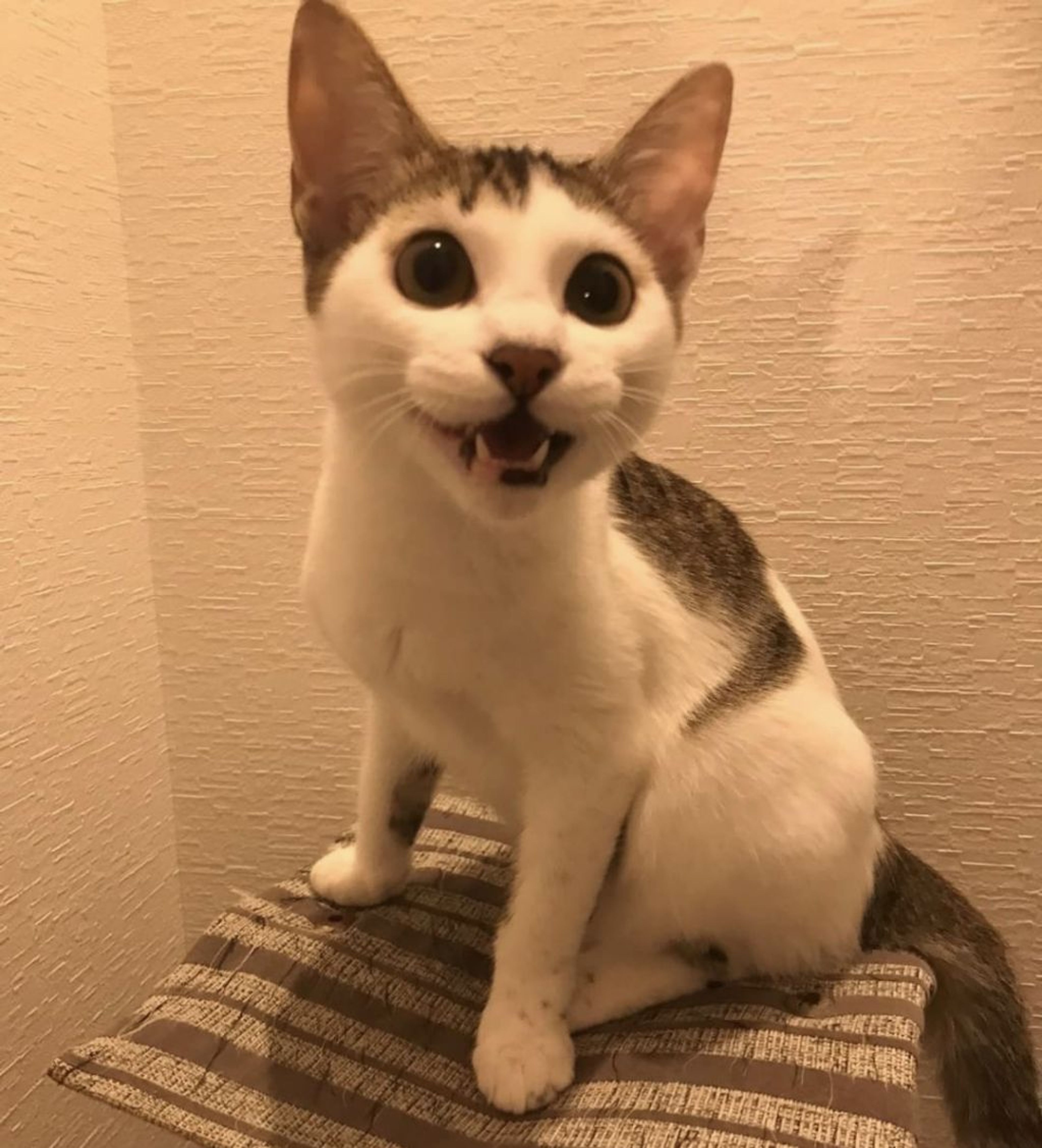 pet-image-3
