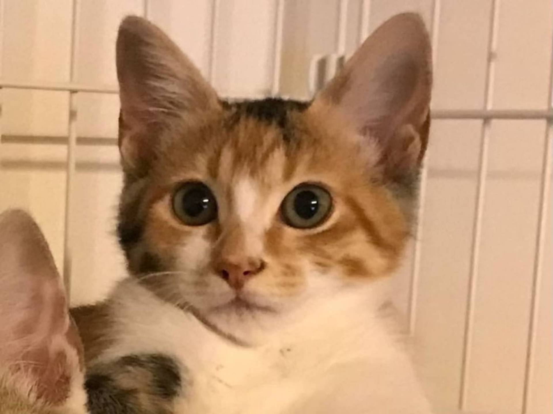 雑種（ミックス猫）・メスの里親募集の写真