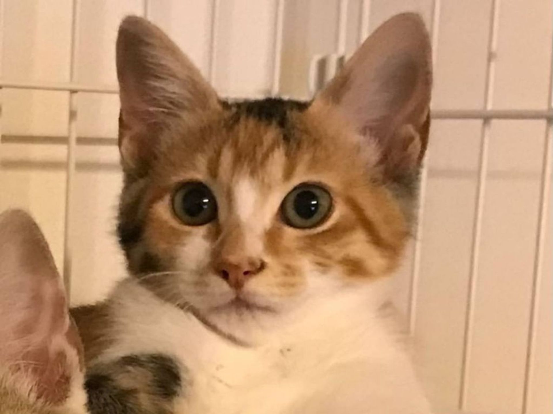 雑種（ミックス猫）・メスの里親募集の写真