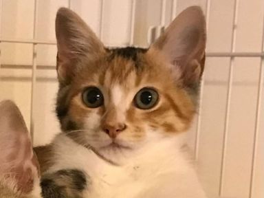 ちりめんの写真