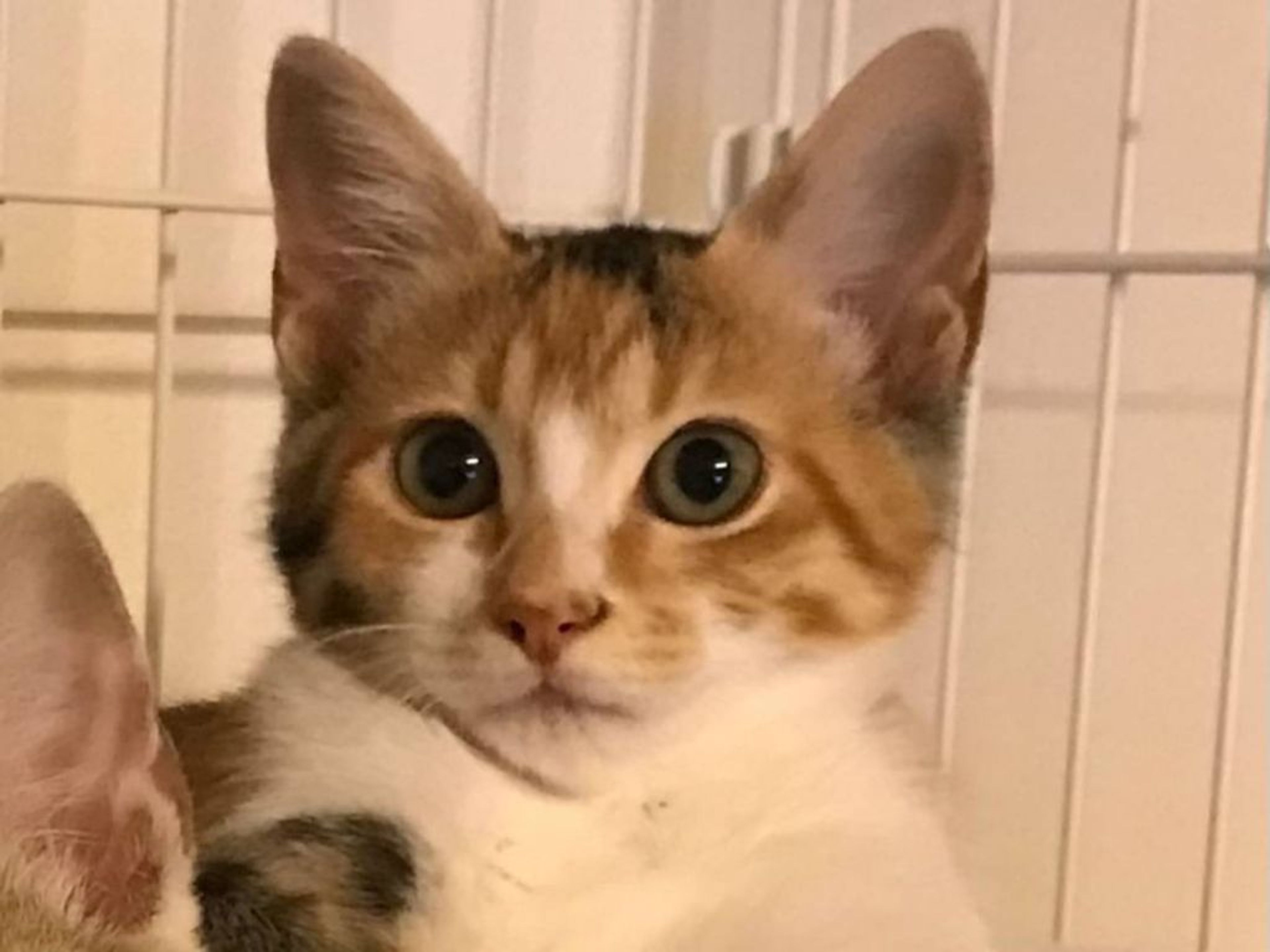 雑種（ミックス猫）・メスの里親募集の写真