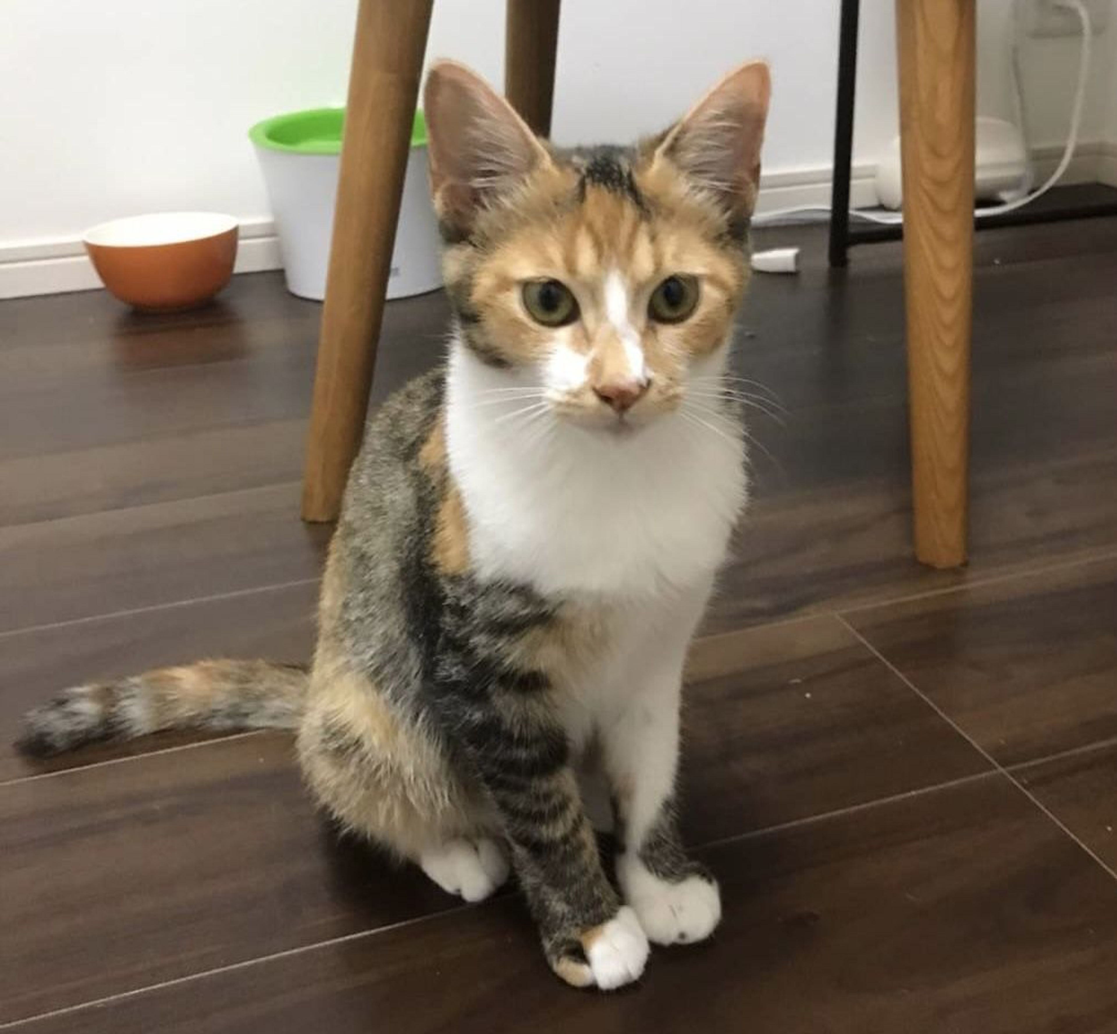 pet-image-2