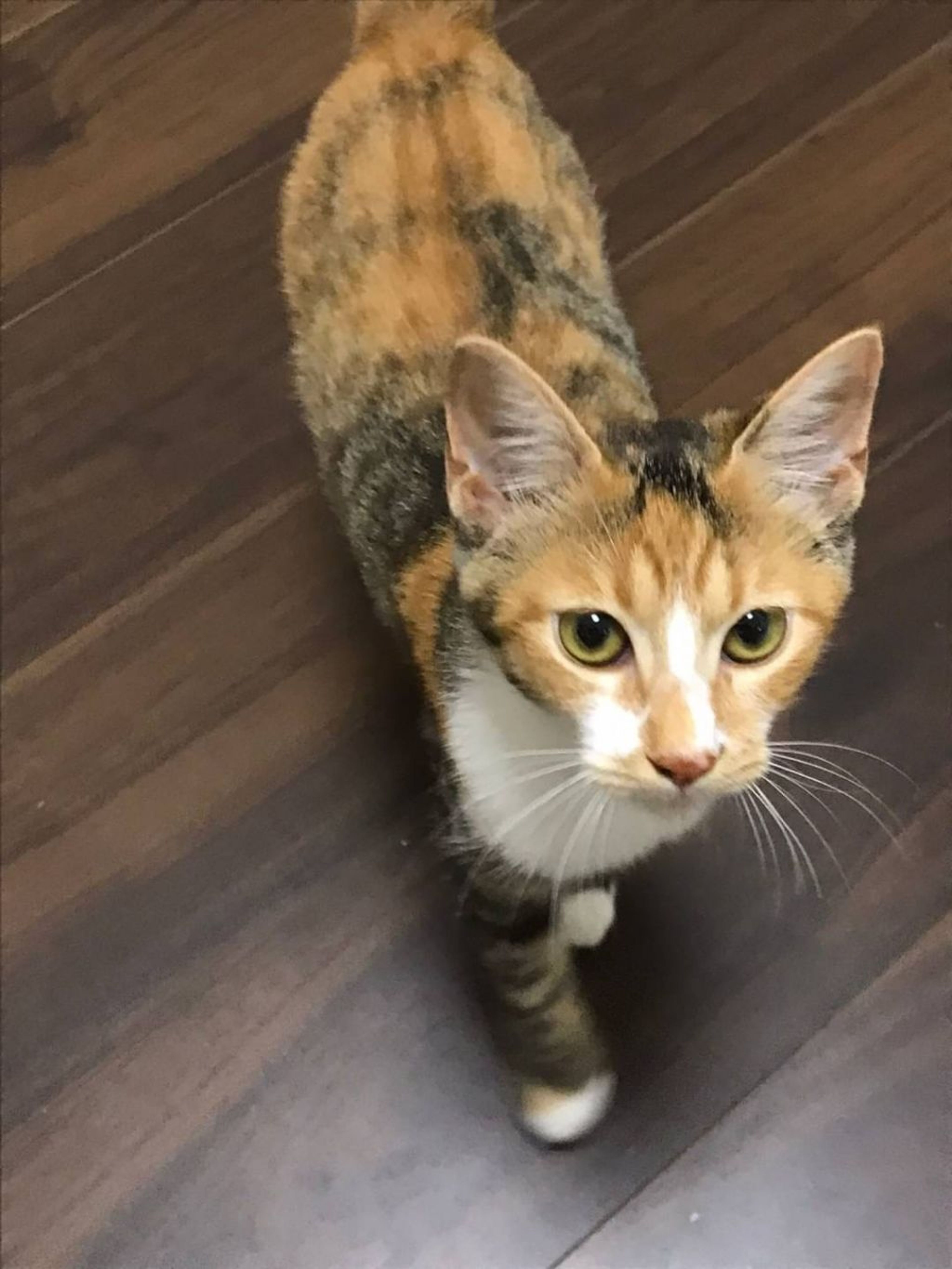 pet-image-3