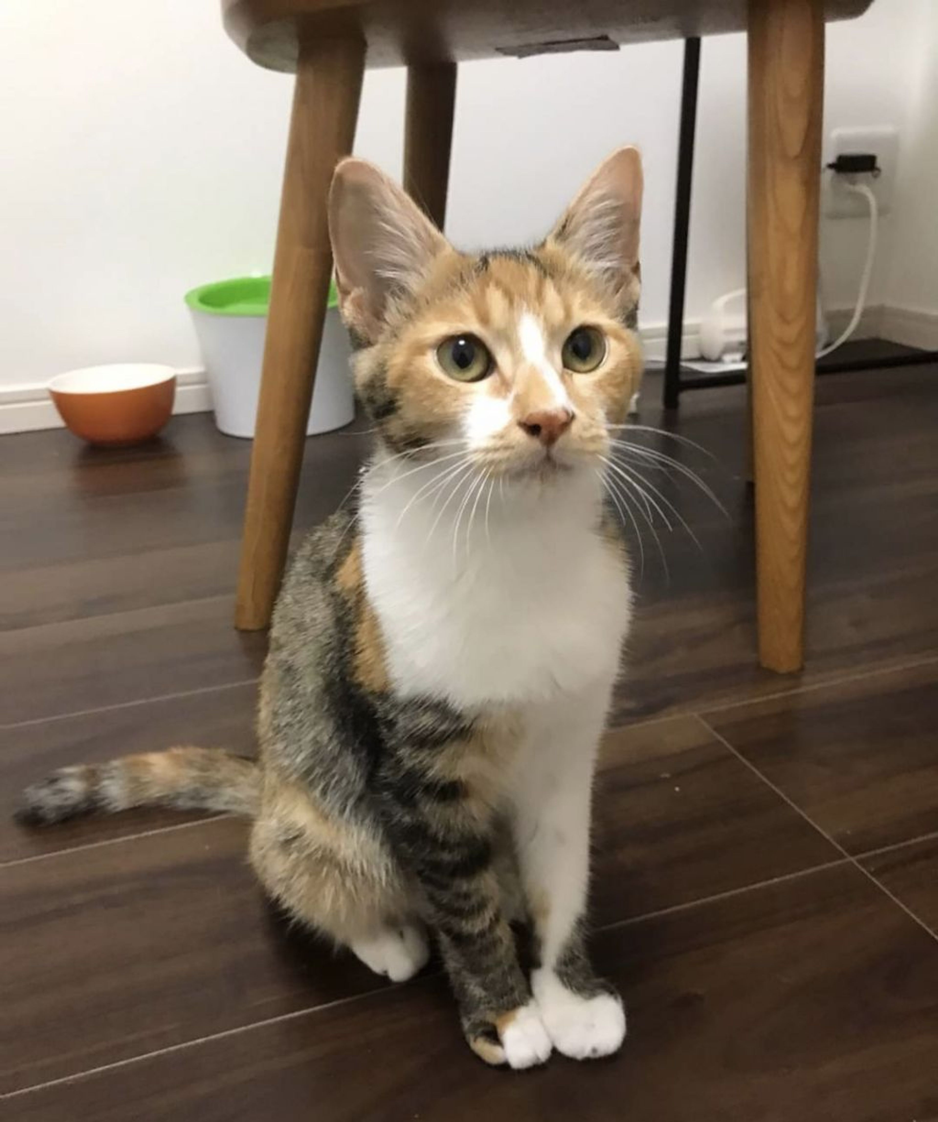 pet-image-6