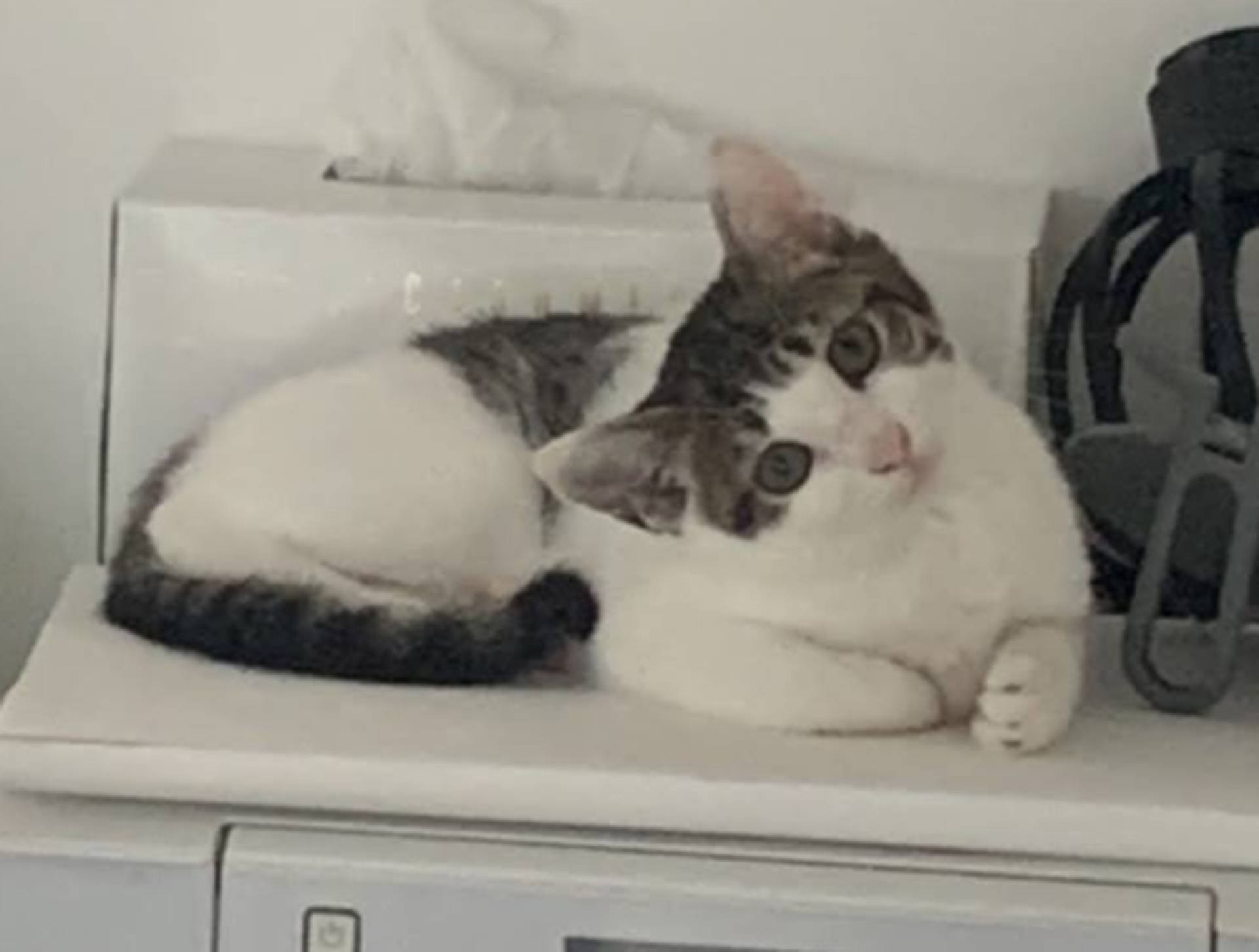 雑種（ミックス猫）・オスの里親募集の写真