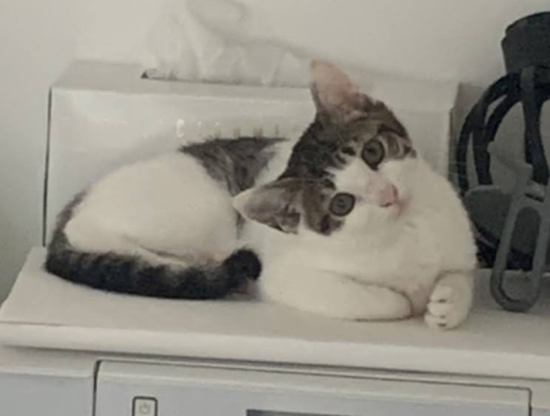 雑種（ミックス猫）・オスの里親募集の写真